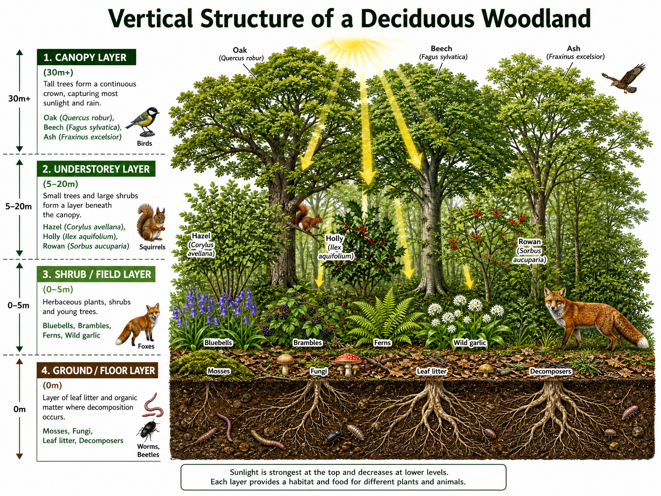 Vertical Structure of a Deciduous Woodland