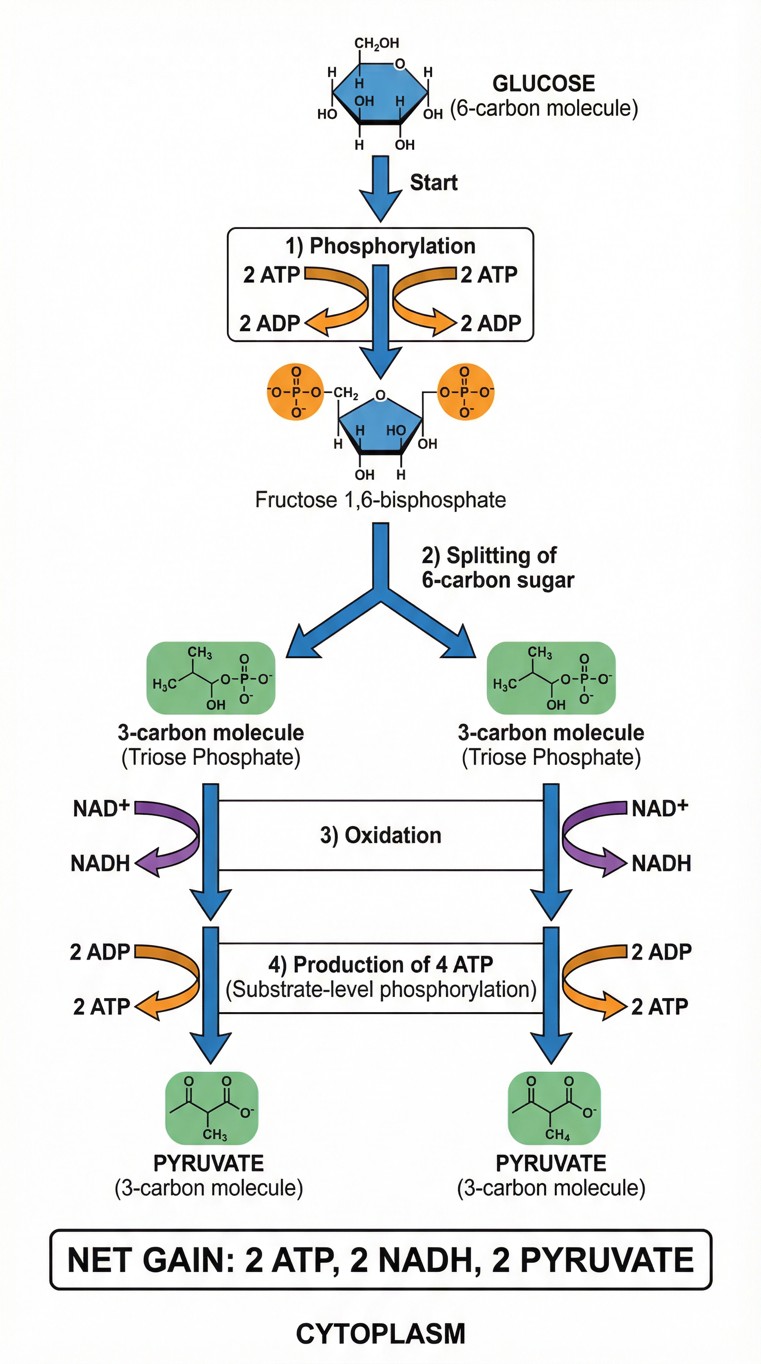 glycolysis_diagram.png