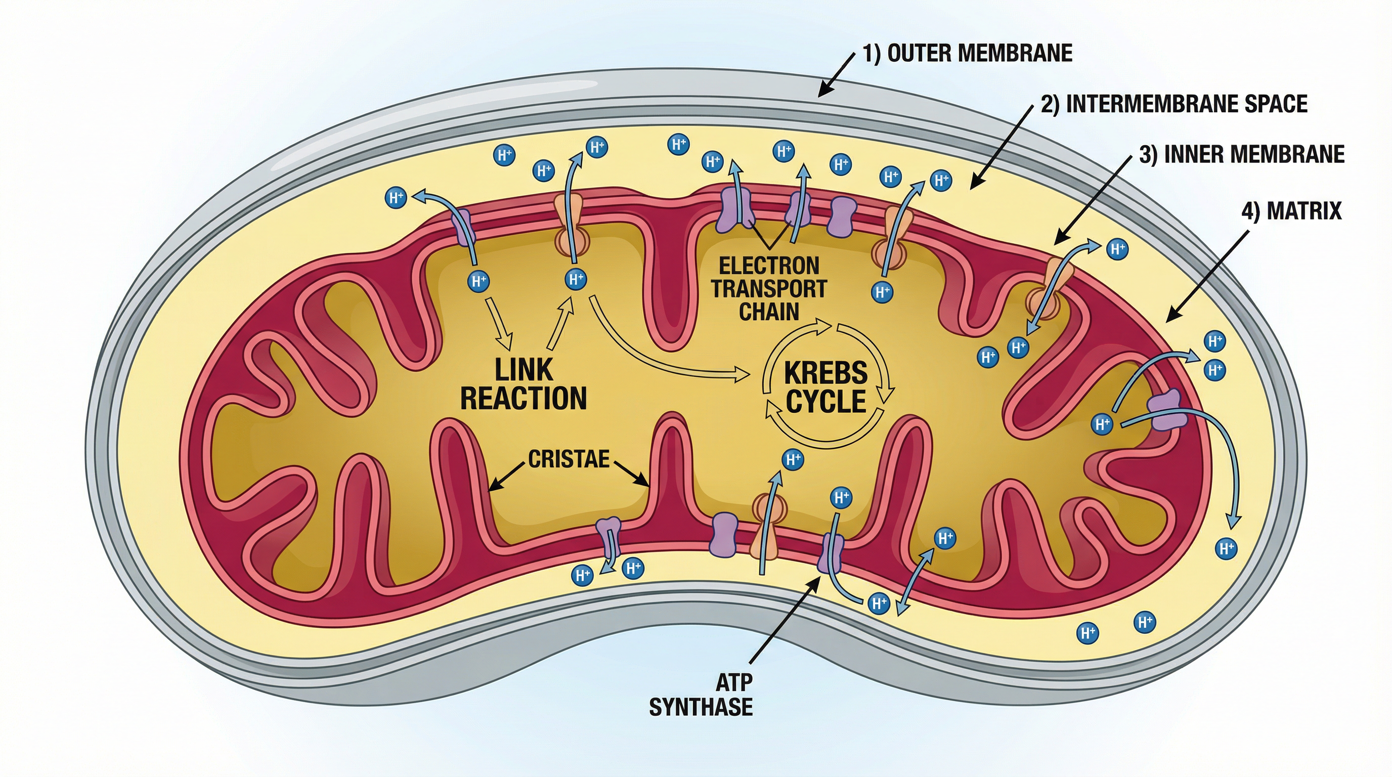 mitochondrion_structure.png