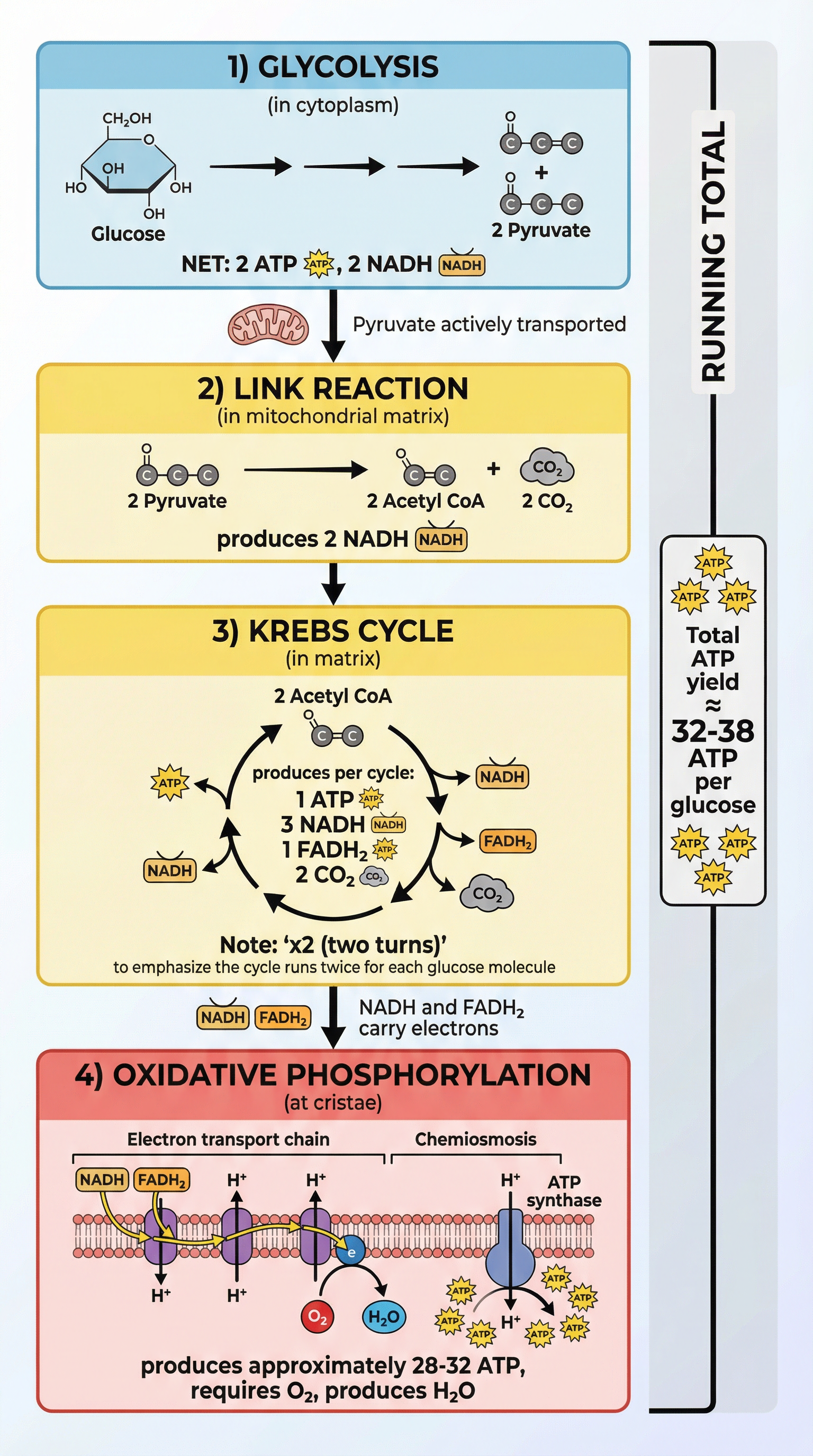 respiration_overview.png