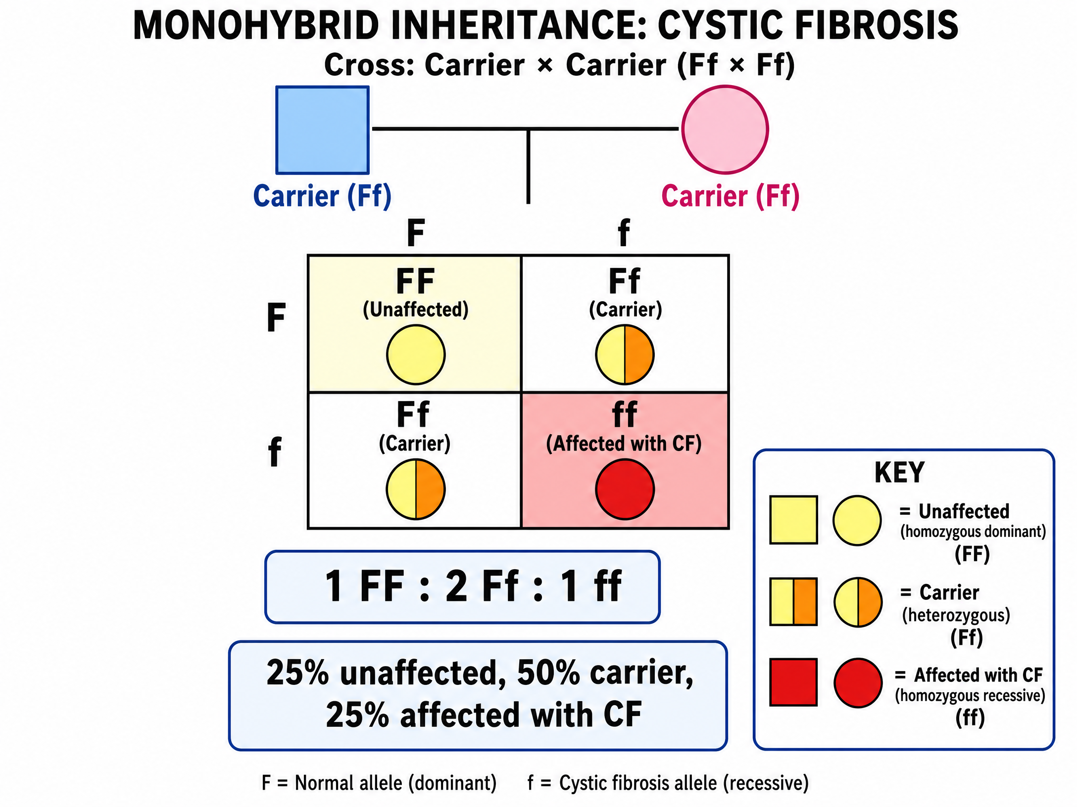 Monohybrid Inheritance of Cystic Fibrosis