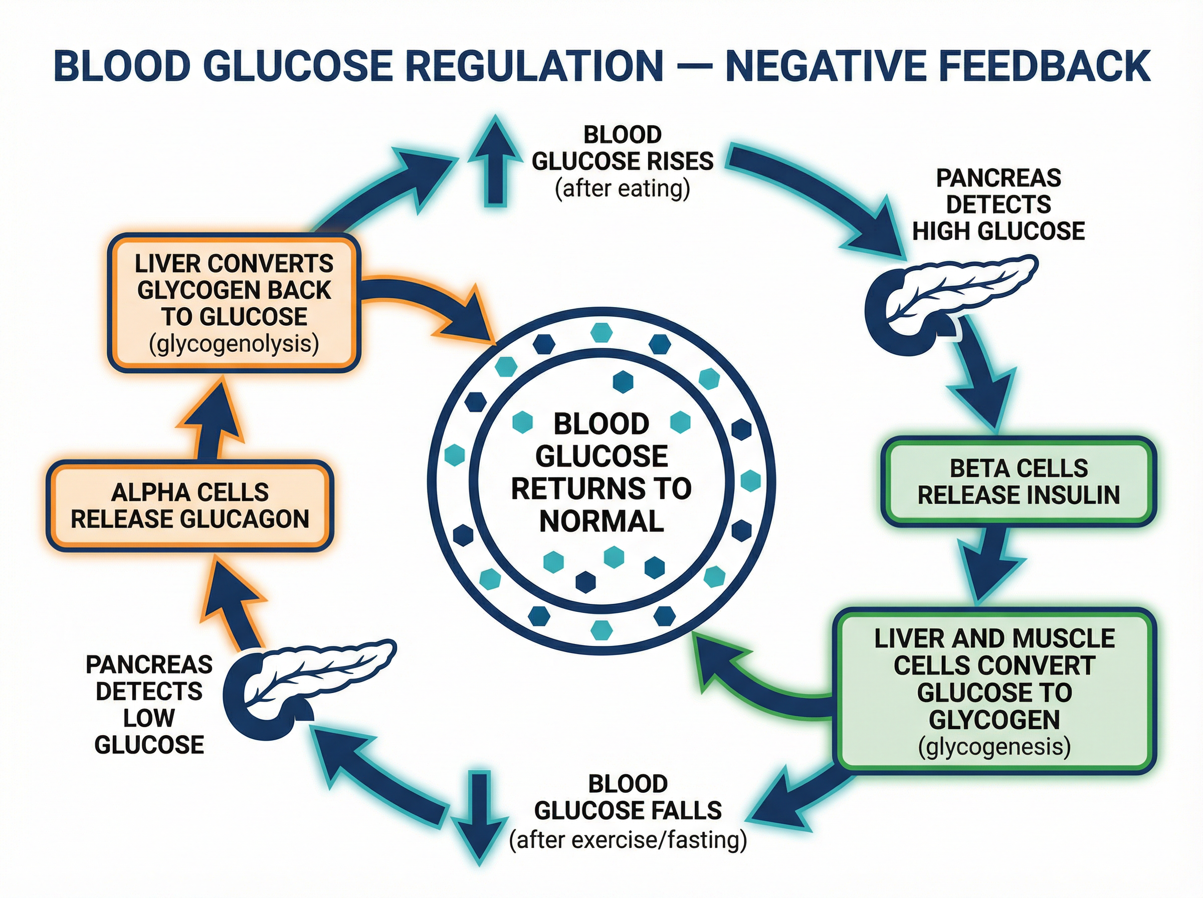 Blood Glucose Regulation via Negative Feedback