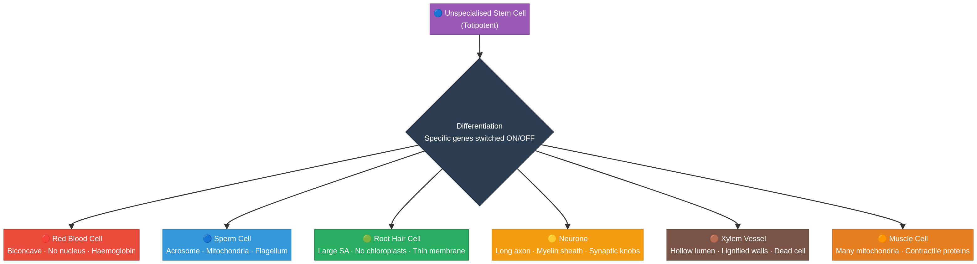 Flowchart of cell differentiation.