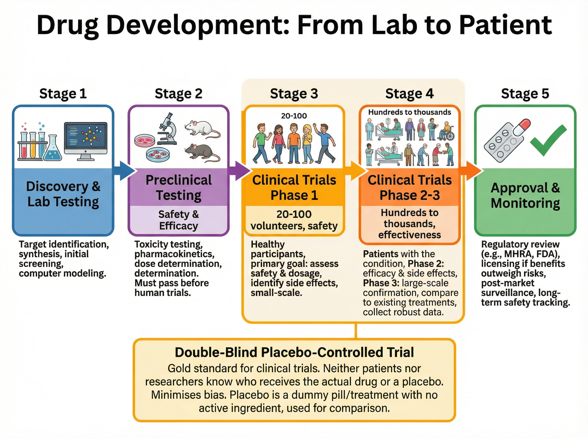 The Stages of Drug Development