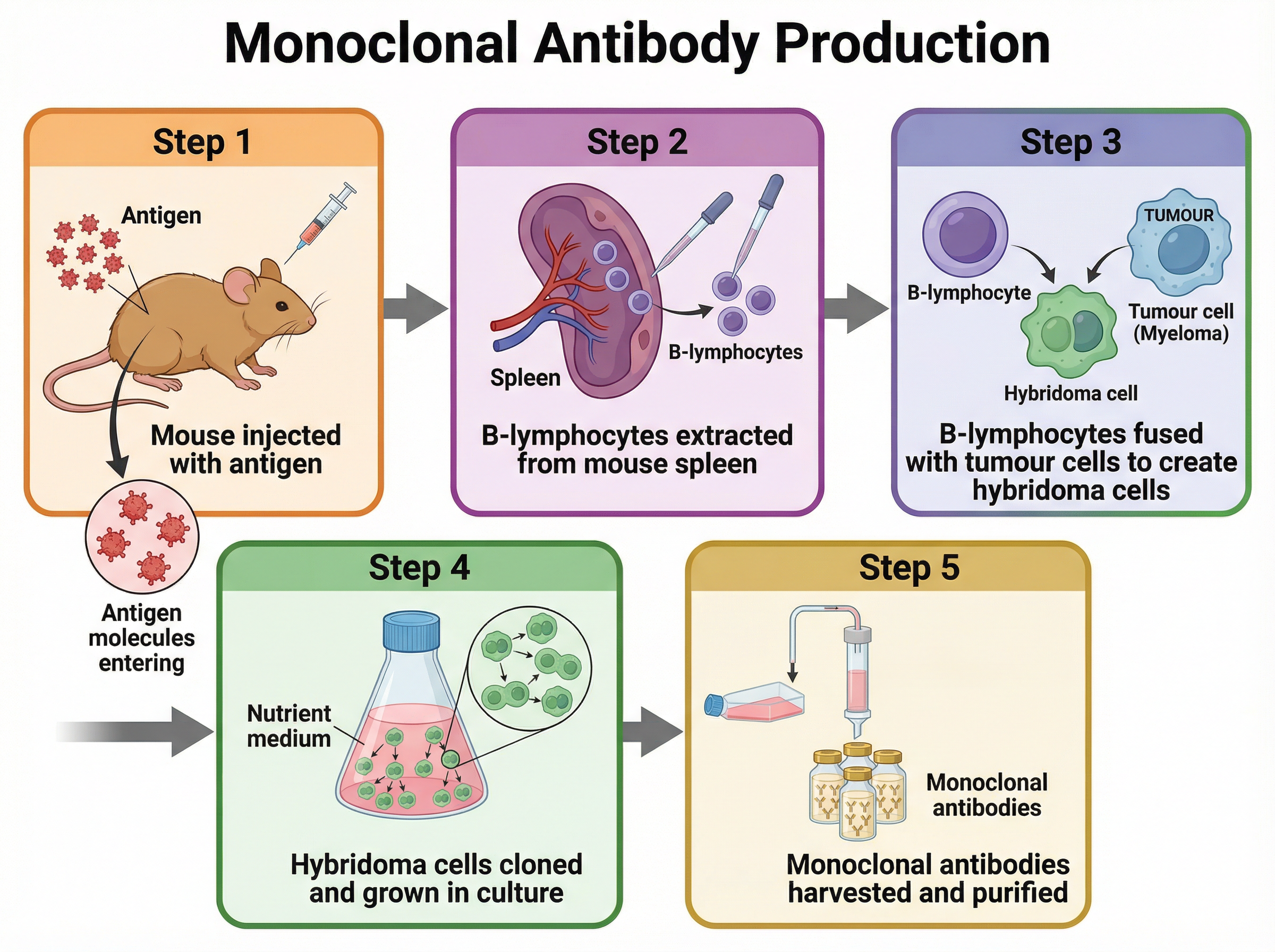Production of Monoclonal Antibodies (Higher Tier)