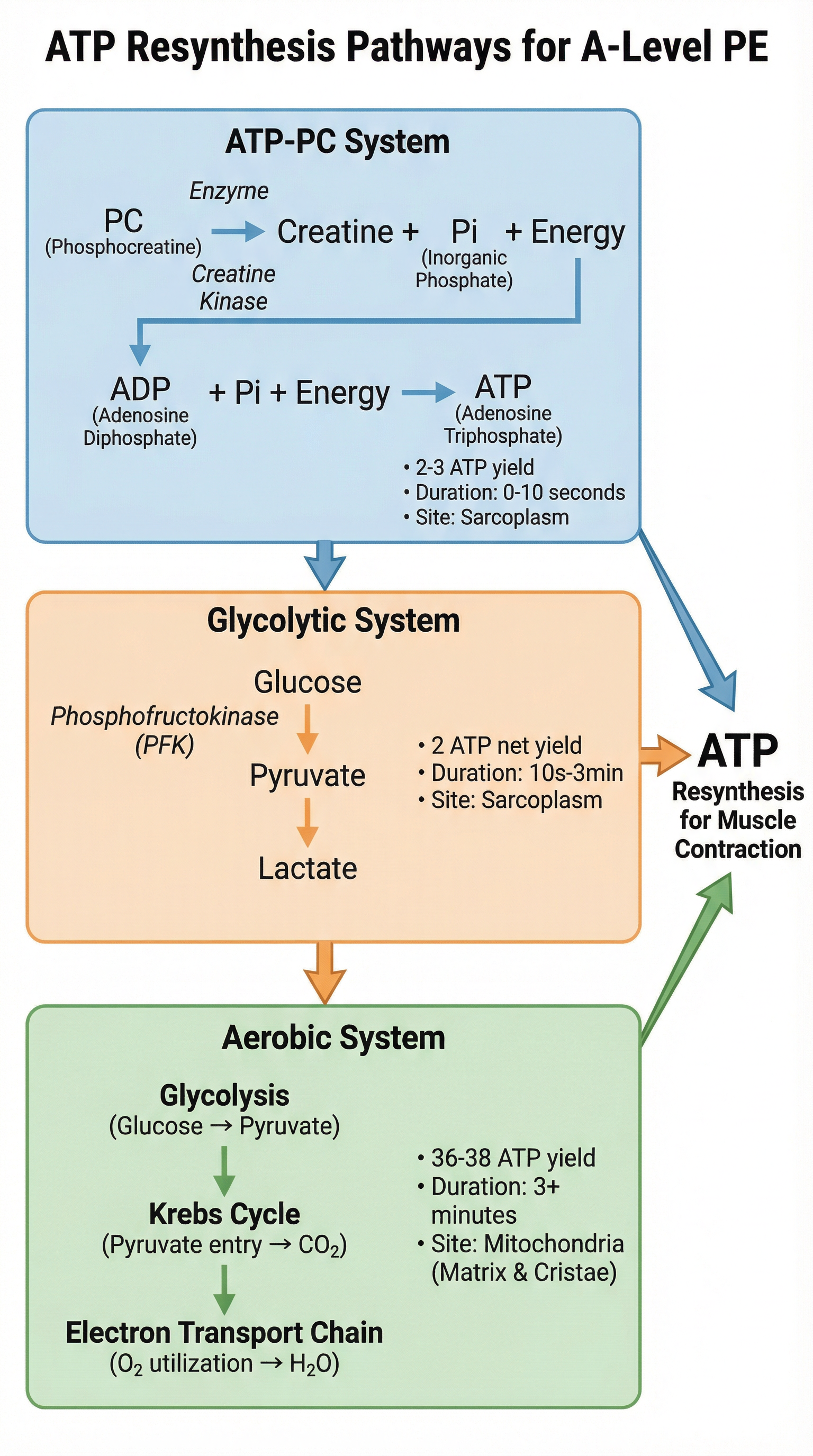 The Three Pathways for ATP Resynthesis.