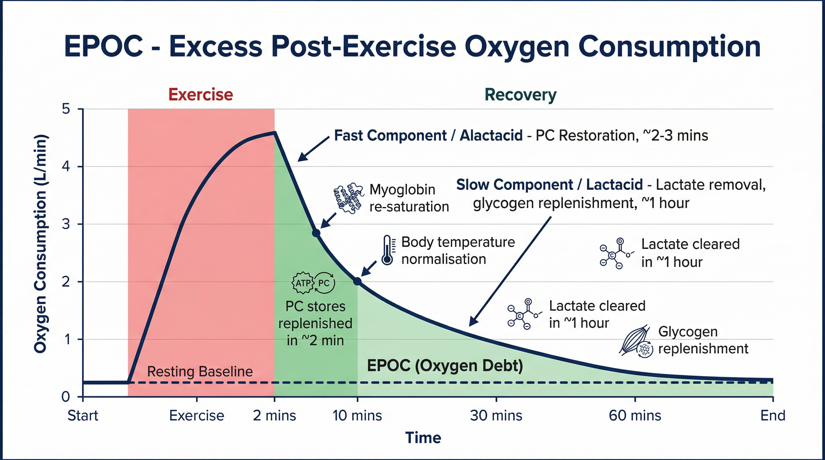 Excess Post-Exercise Oxygen Consumption (EPOC).