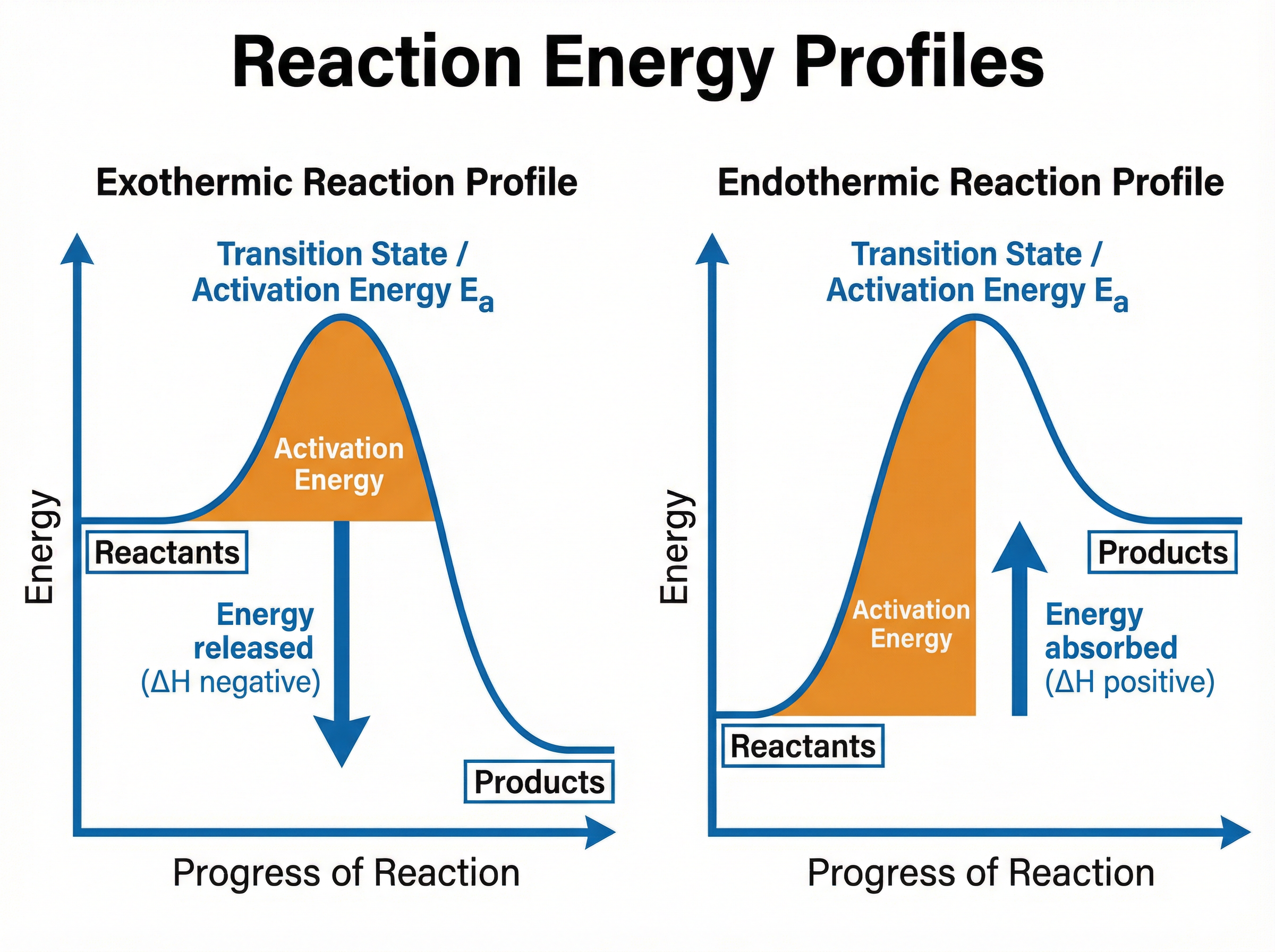 Exothermic and Endothermic Reaction Profiles