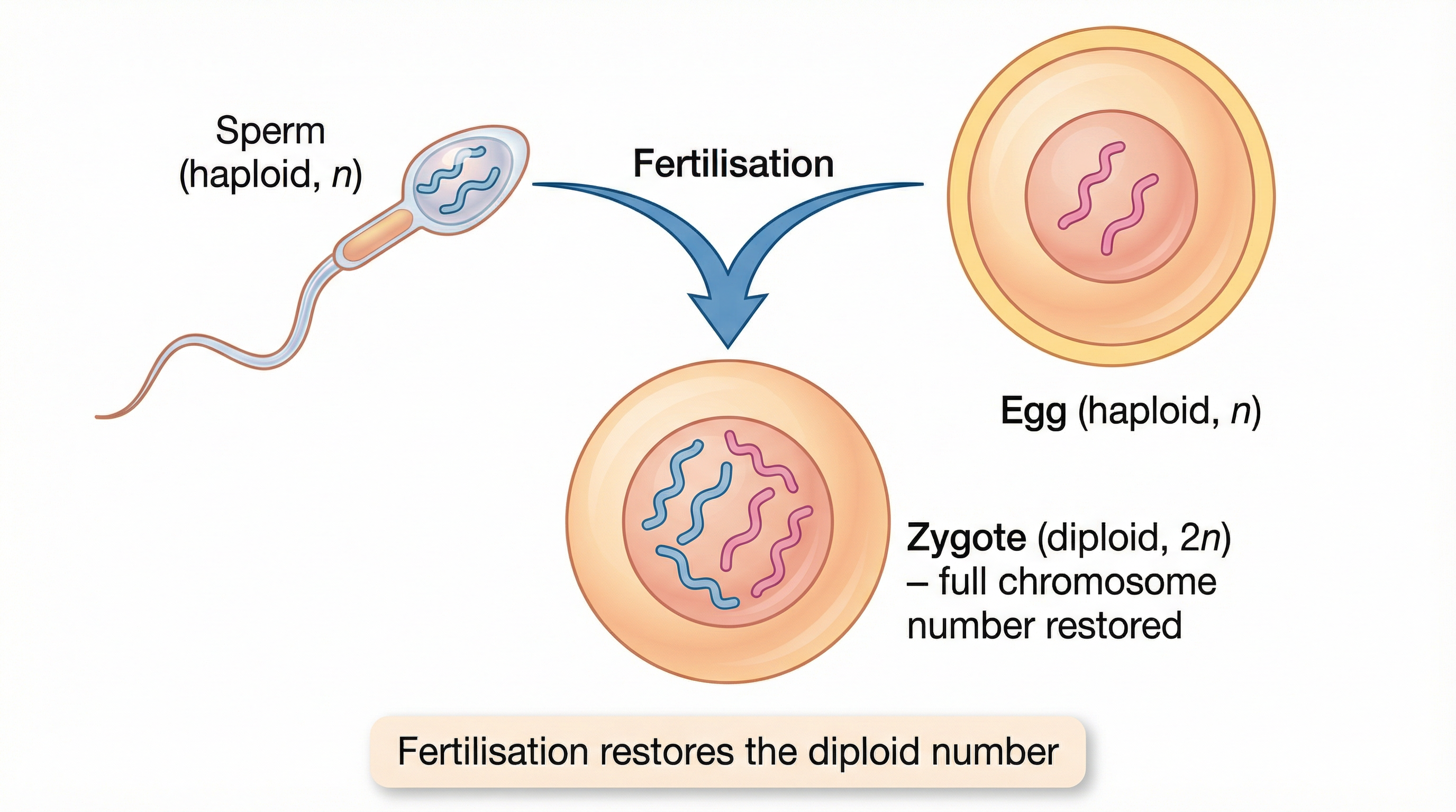 Fertilisation and Chromosome Number