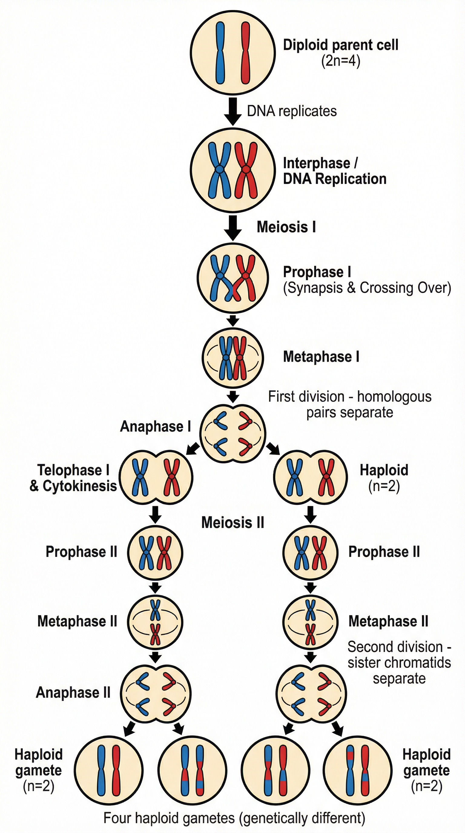 The Stages of Meiosis