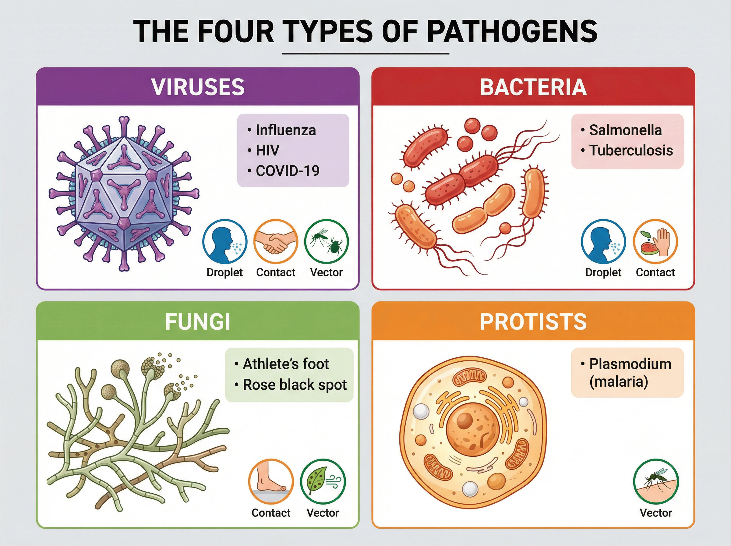 The four types of pathogens