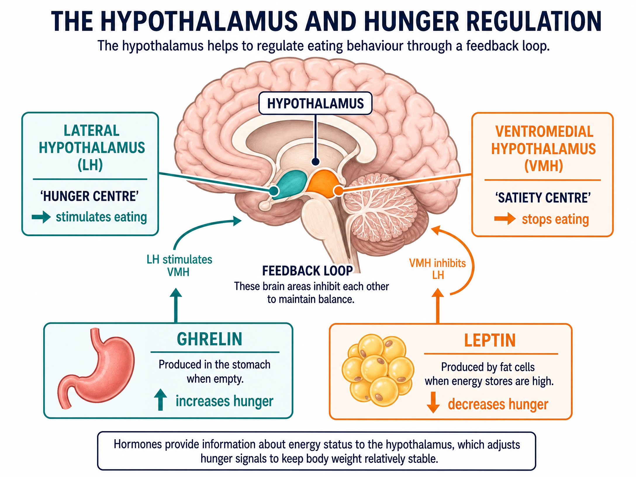 The Hypothalamus and Hunger Regulation