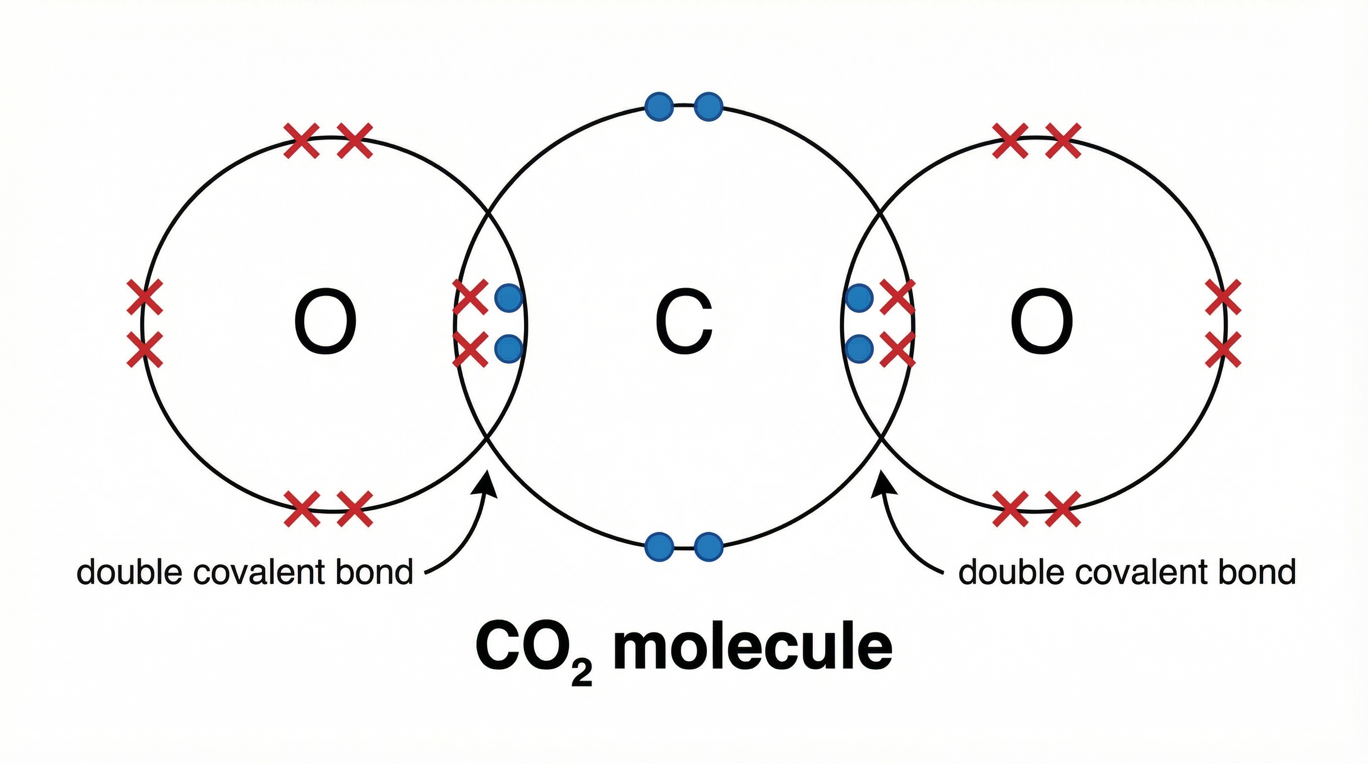 Dot and cross diagram for Carbon Dioxide, illustrating double bonds.