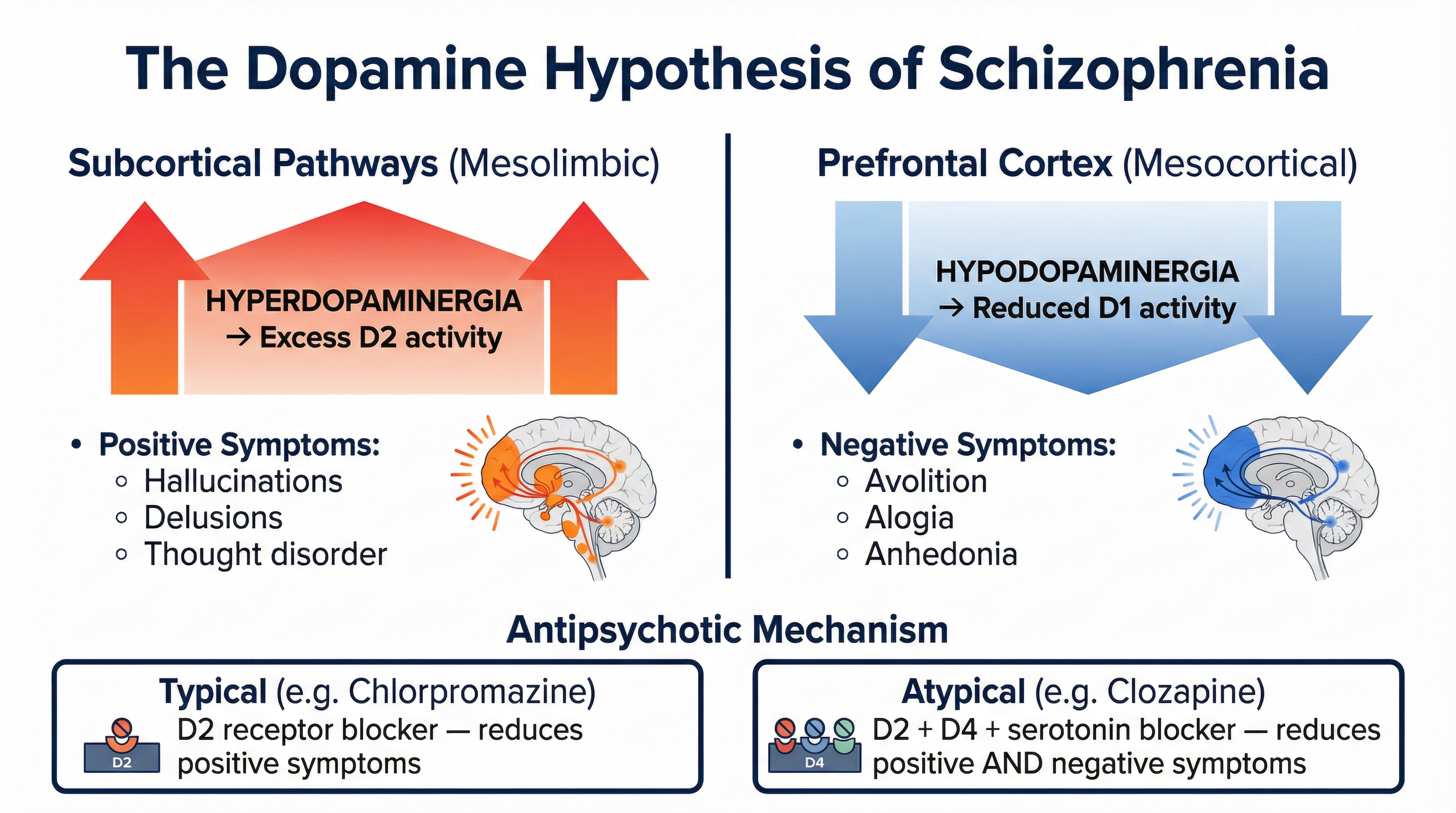 The Revised Dopamine Hypothesis of Schizophrenia