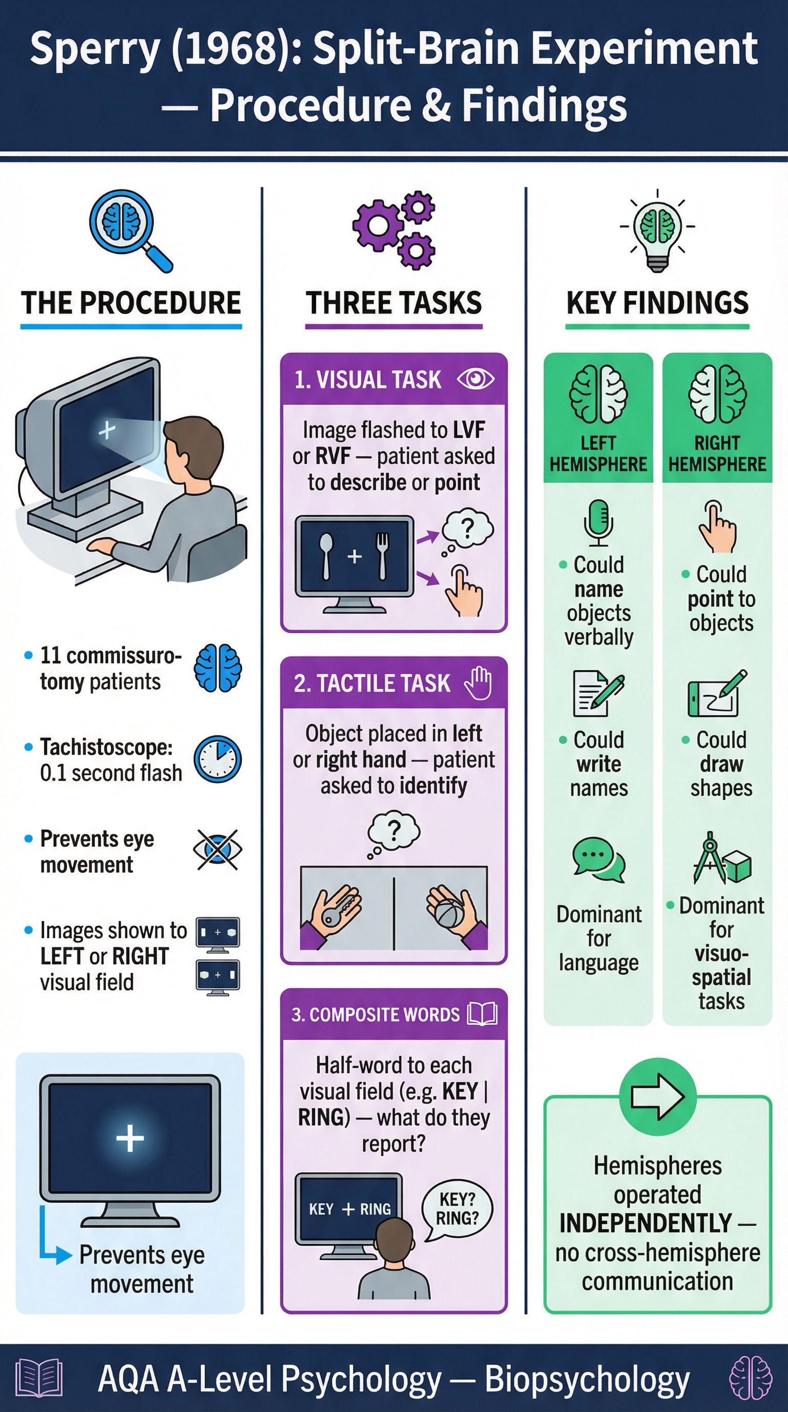 Infographic: Sperry's (1968) Split-Brain Experiment