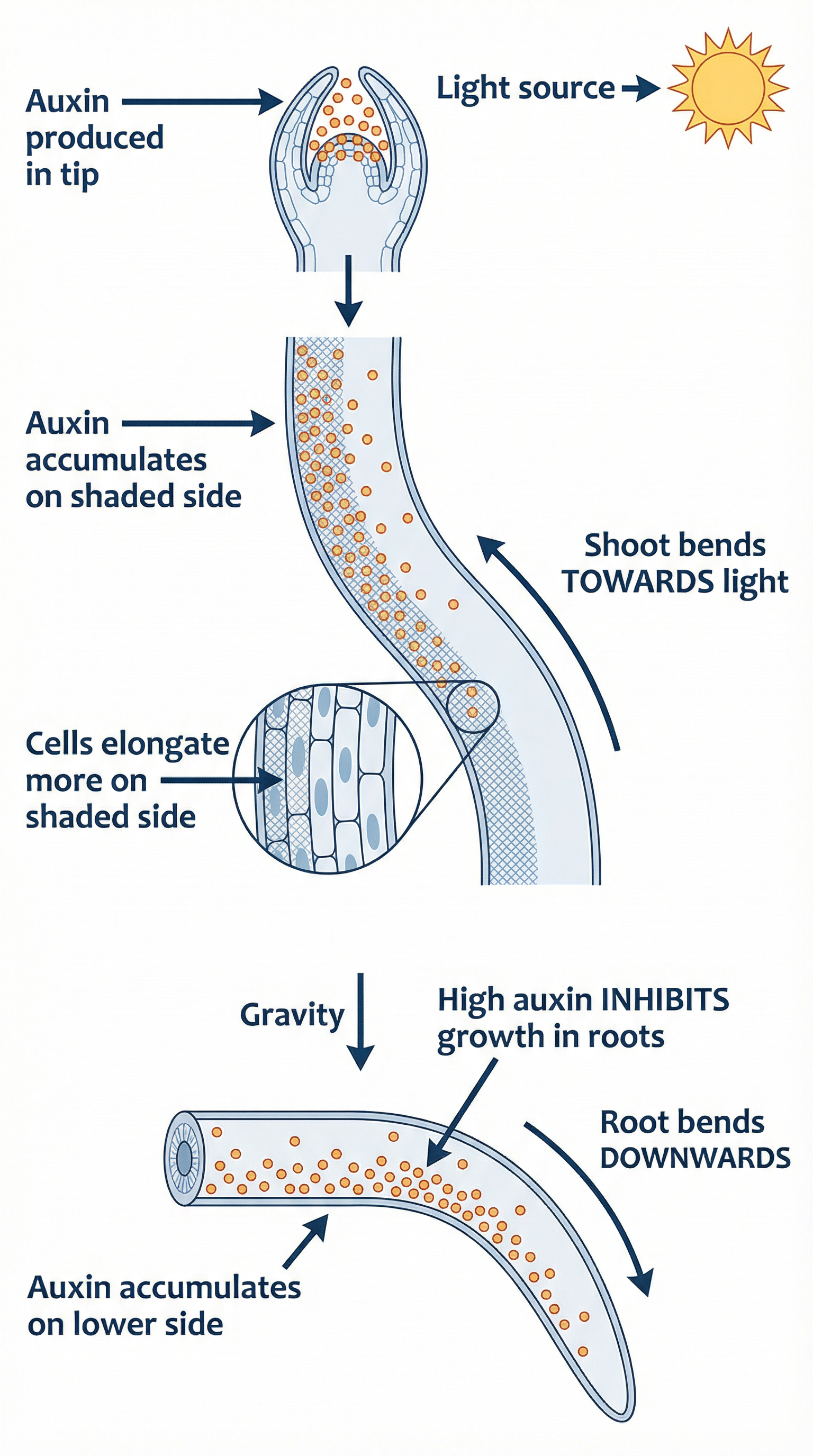 Auxin distribution in shoots and roots: how unequal auxin causes tropisms