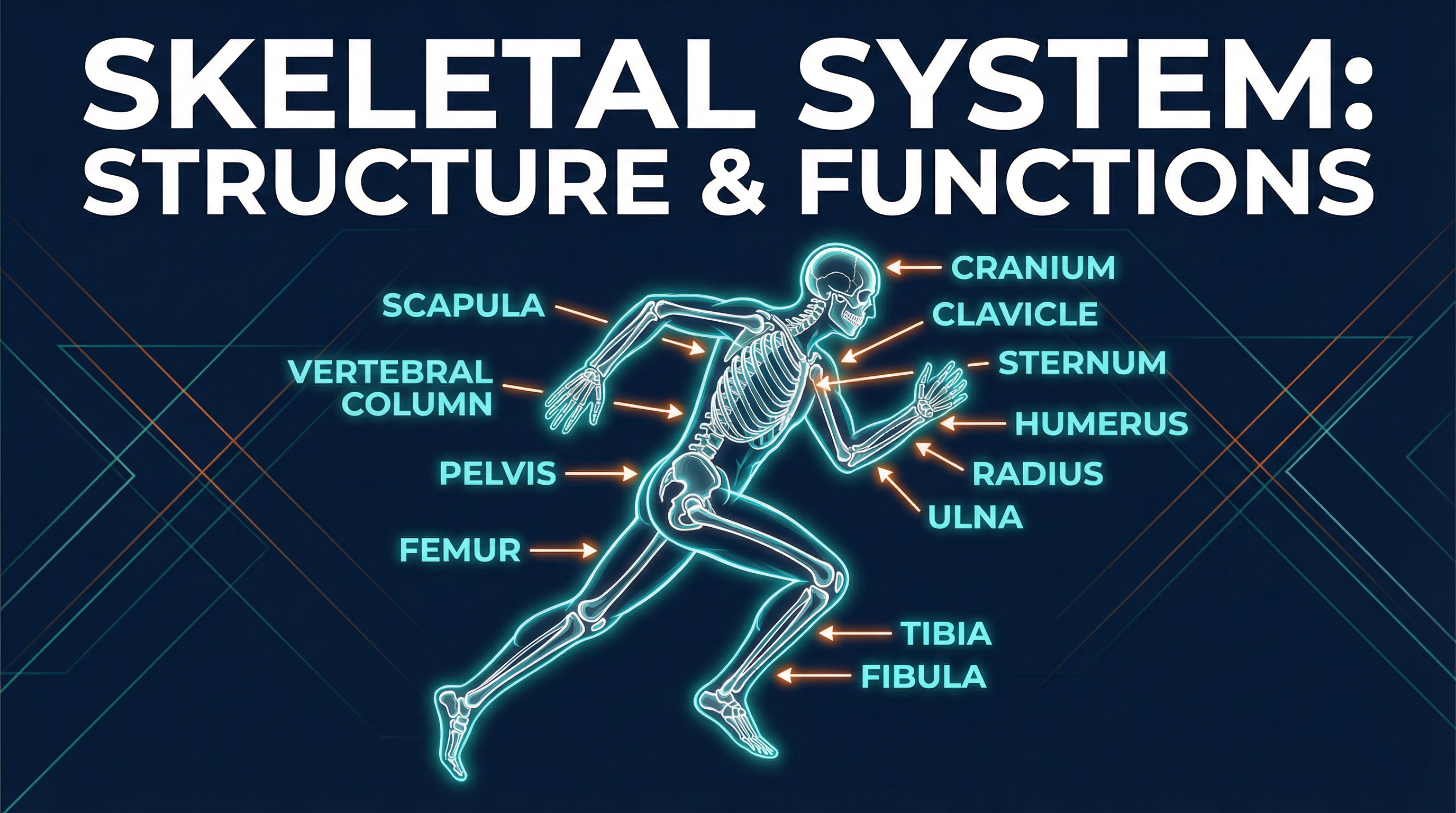 The skeletal system provides the framework for athletic movement.