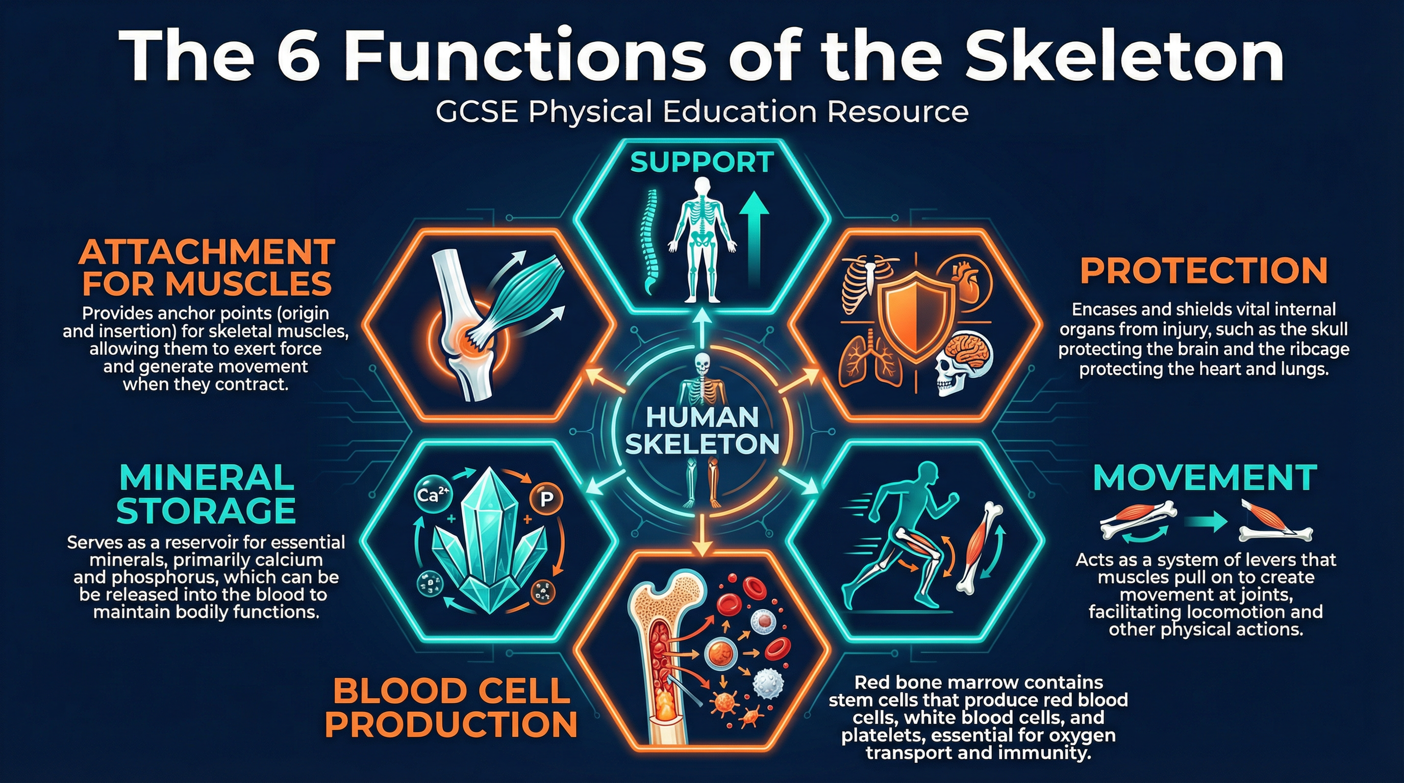 The six functions of the skeleton are a core part of the OCR specification.