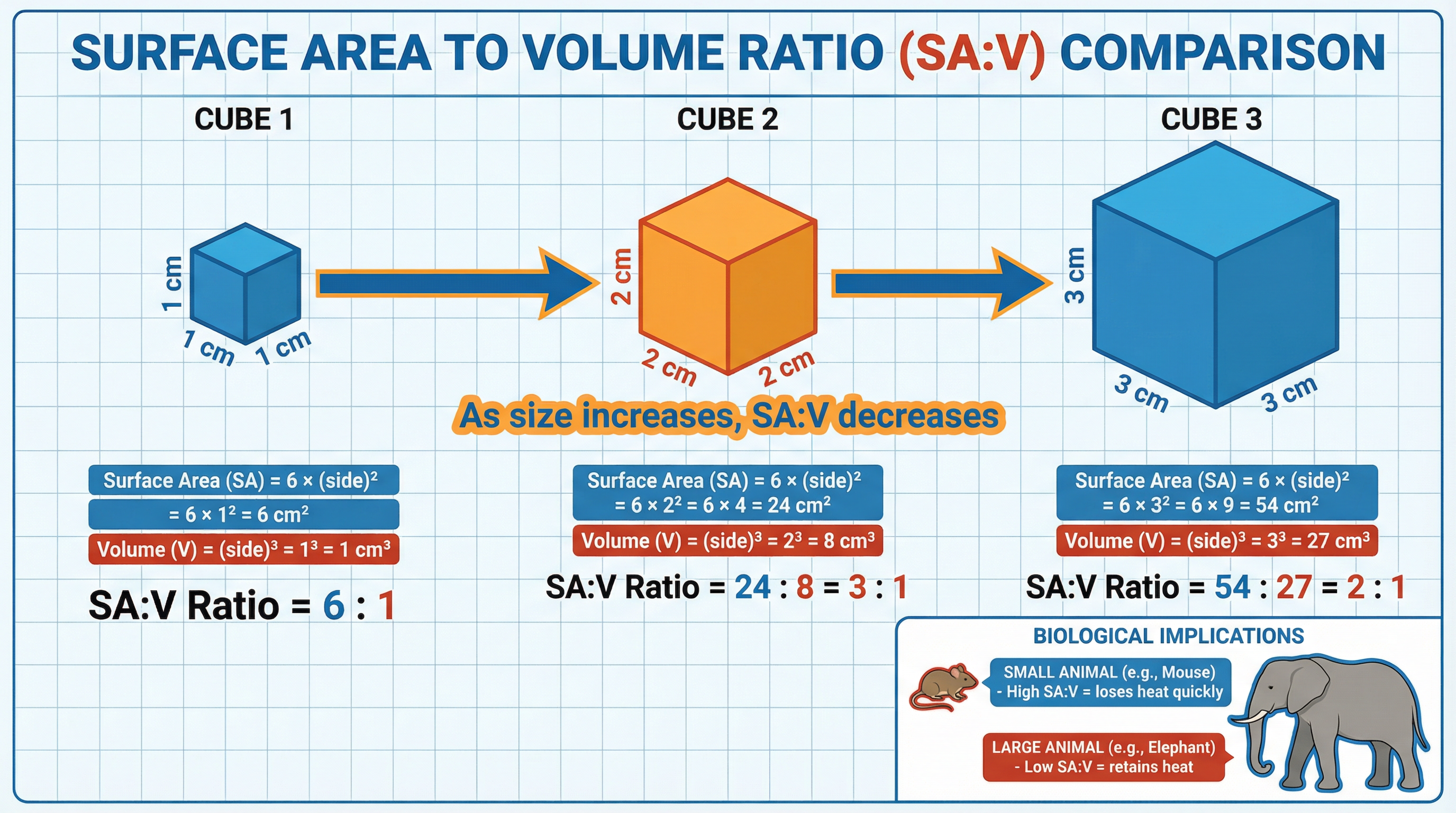 Surface Area to Volume Ratio explained