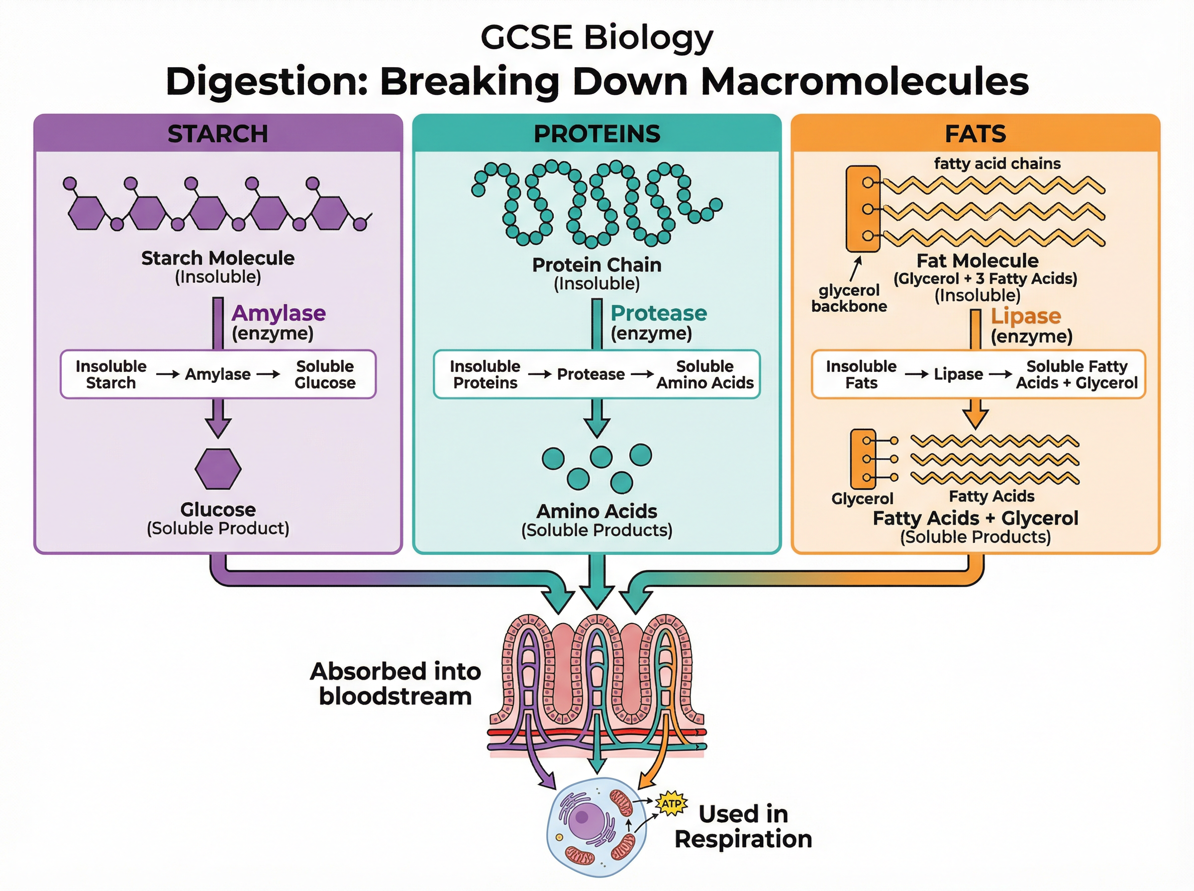 Digestion: Breaking Down Macromolecules