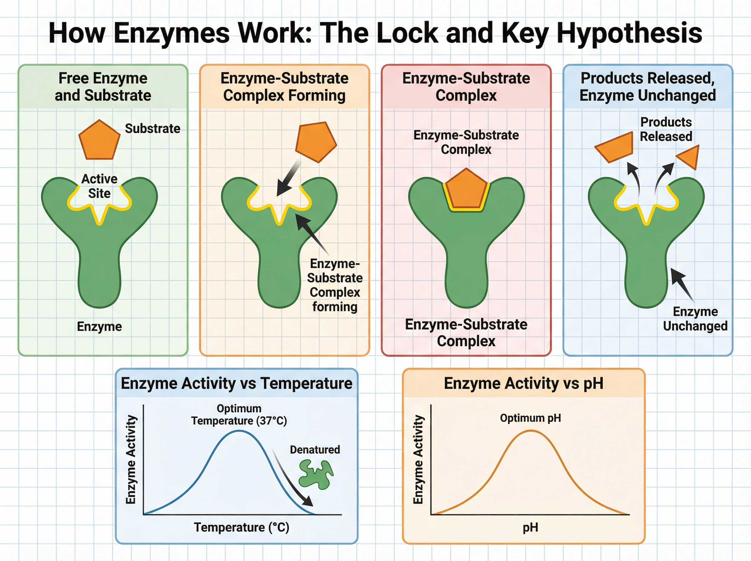 How Enzymes Work: The Lock and Key Hypothesis