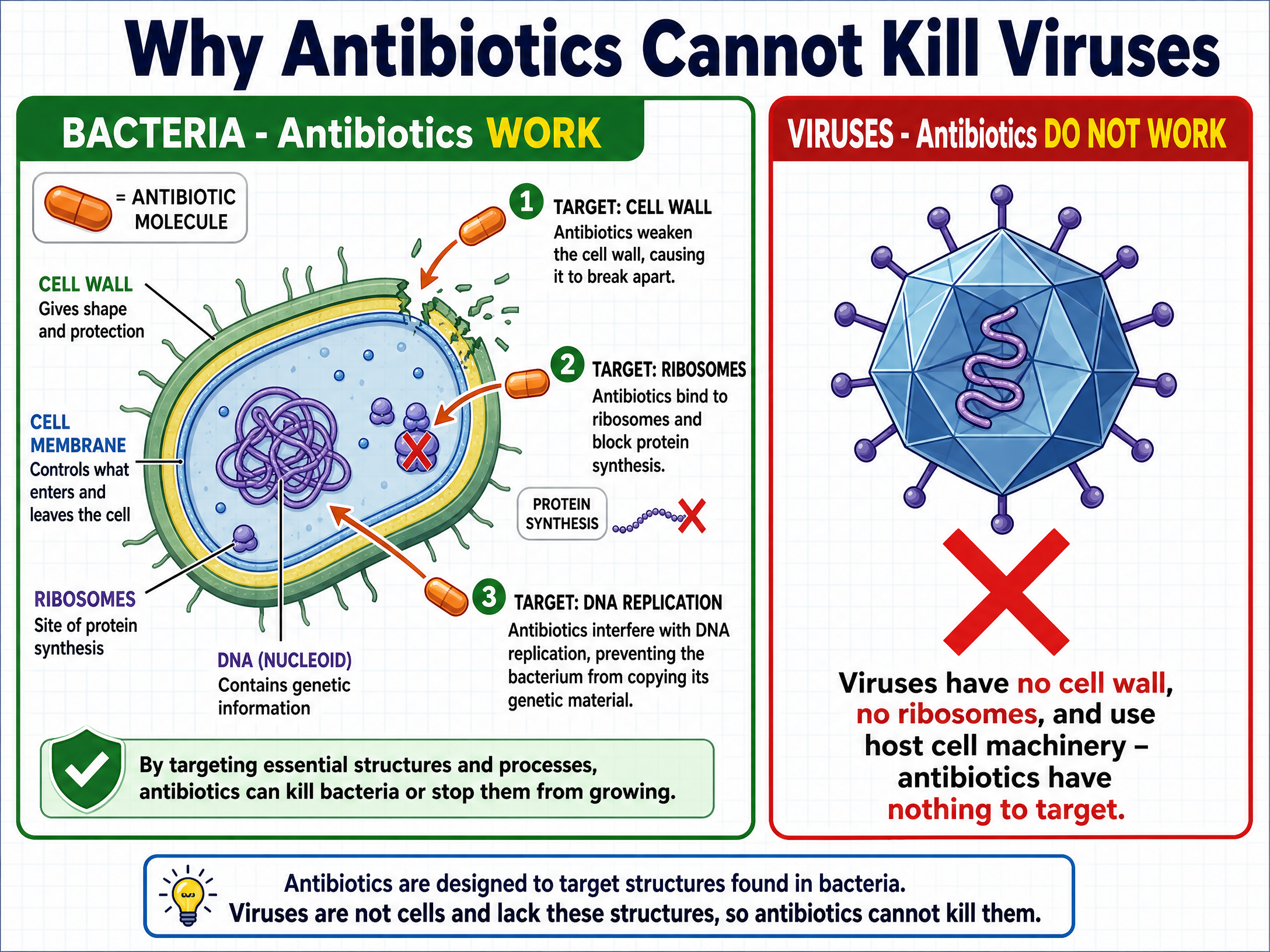 Why Antibiotics Cannot Kill Viruses