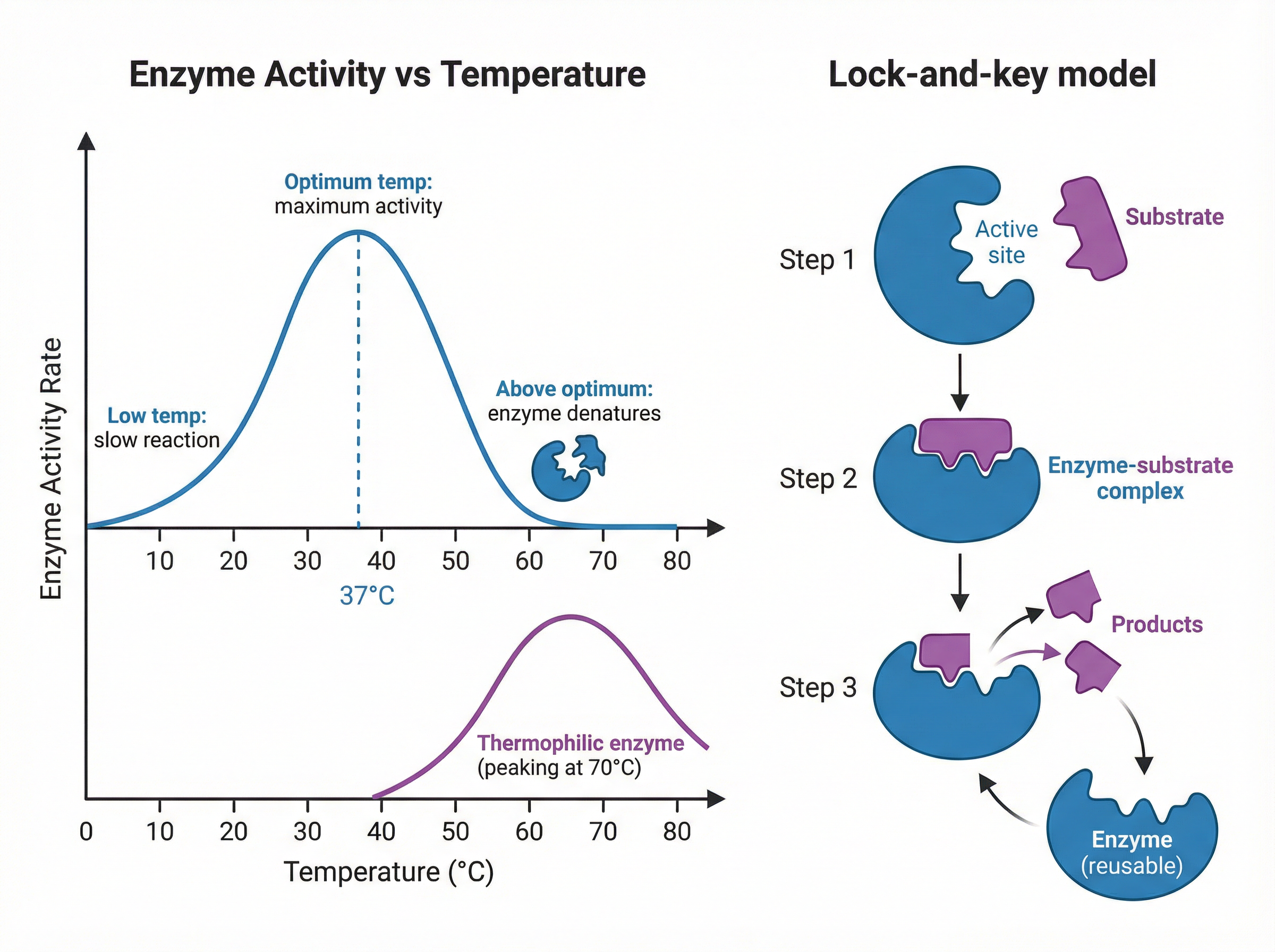 Enzyme Activity and the Lock and Key Model