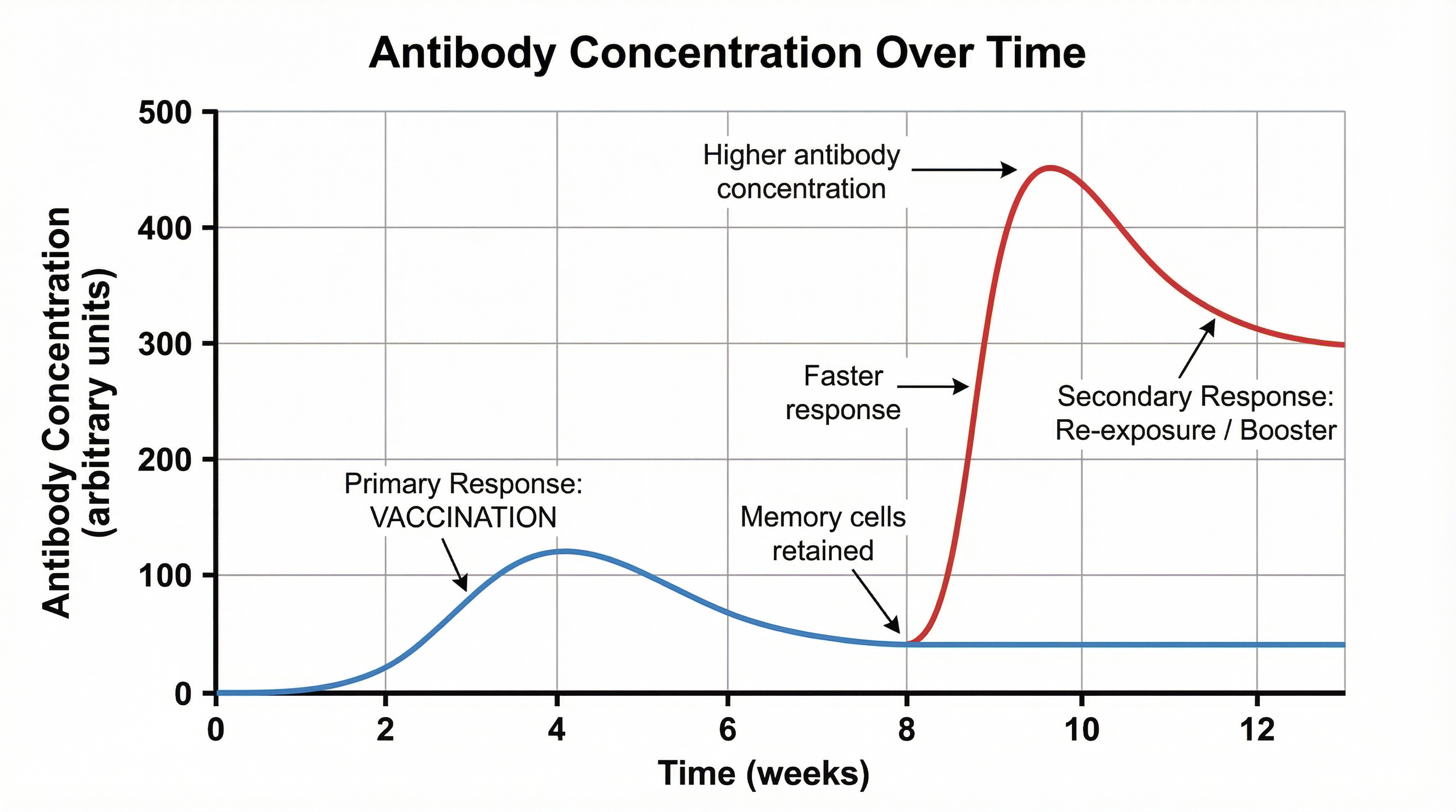 Graph of Antibody Concentration Over Time