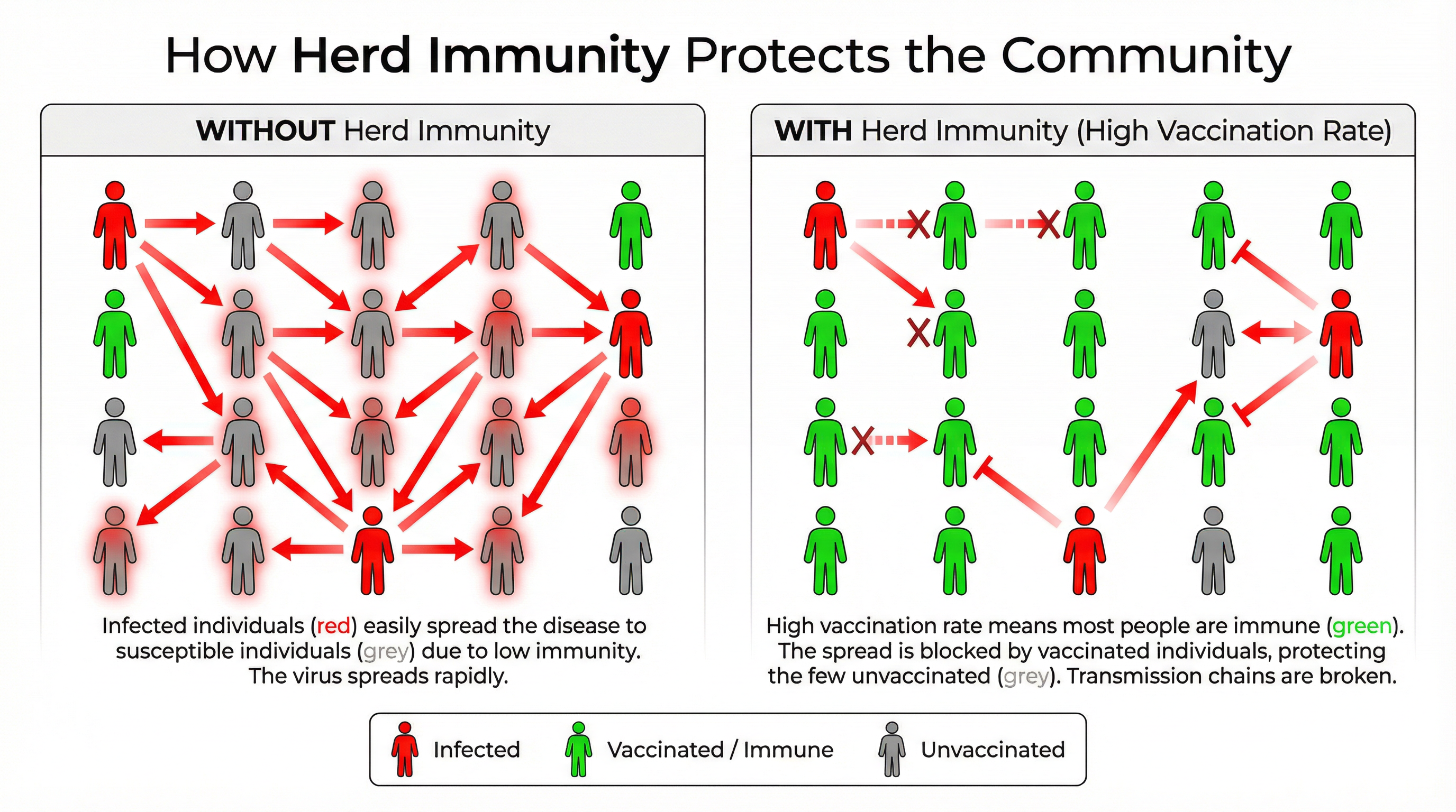 How Herd Immunity Protects the Community