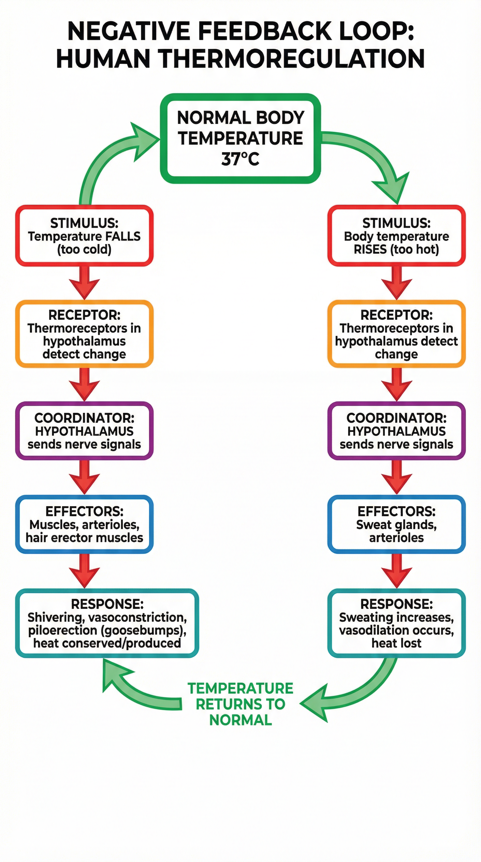 The negative feedback cycle that keeps body temperature stable.
