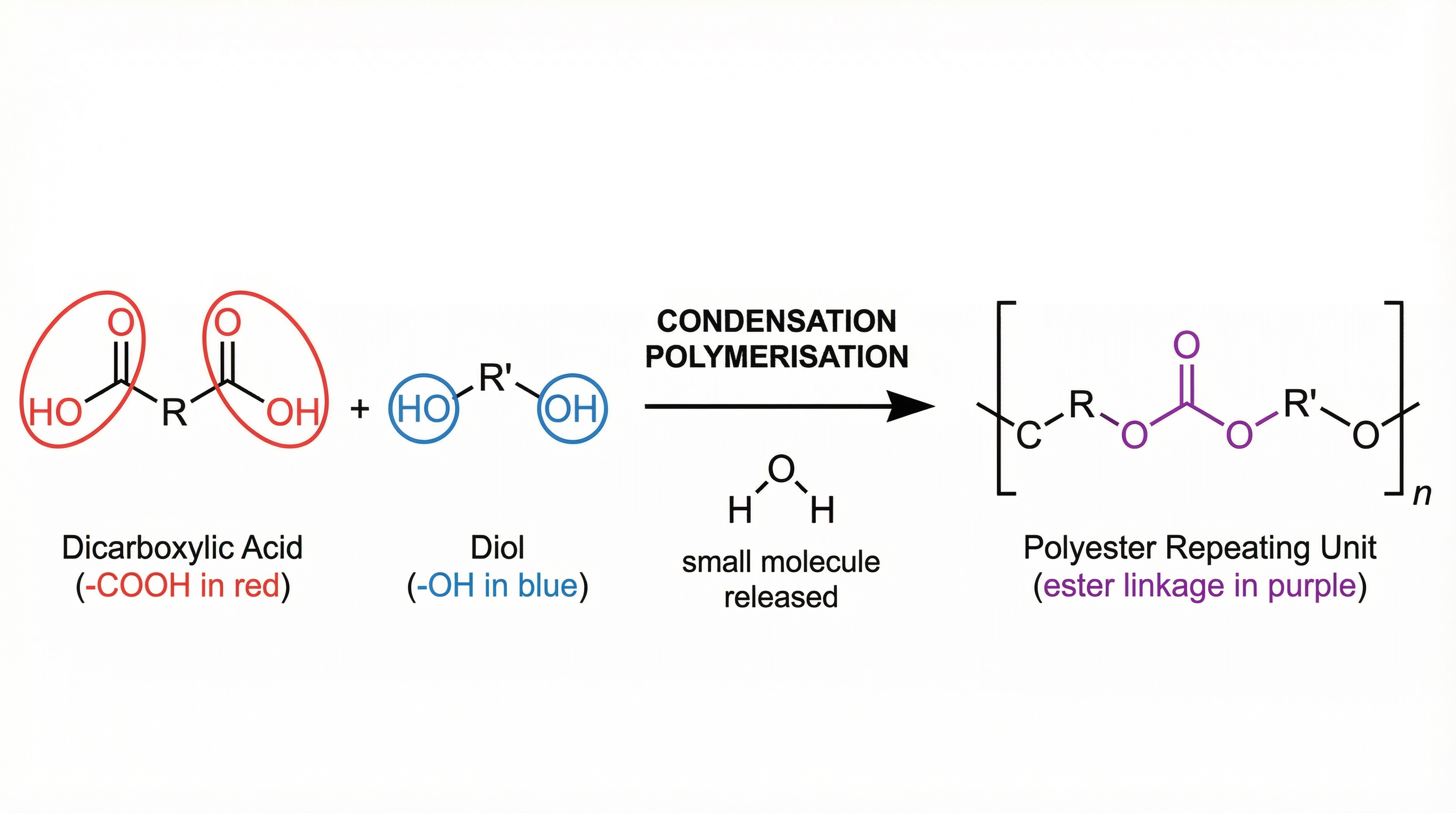 Formation of a Polyester via Condensation Polymerisation