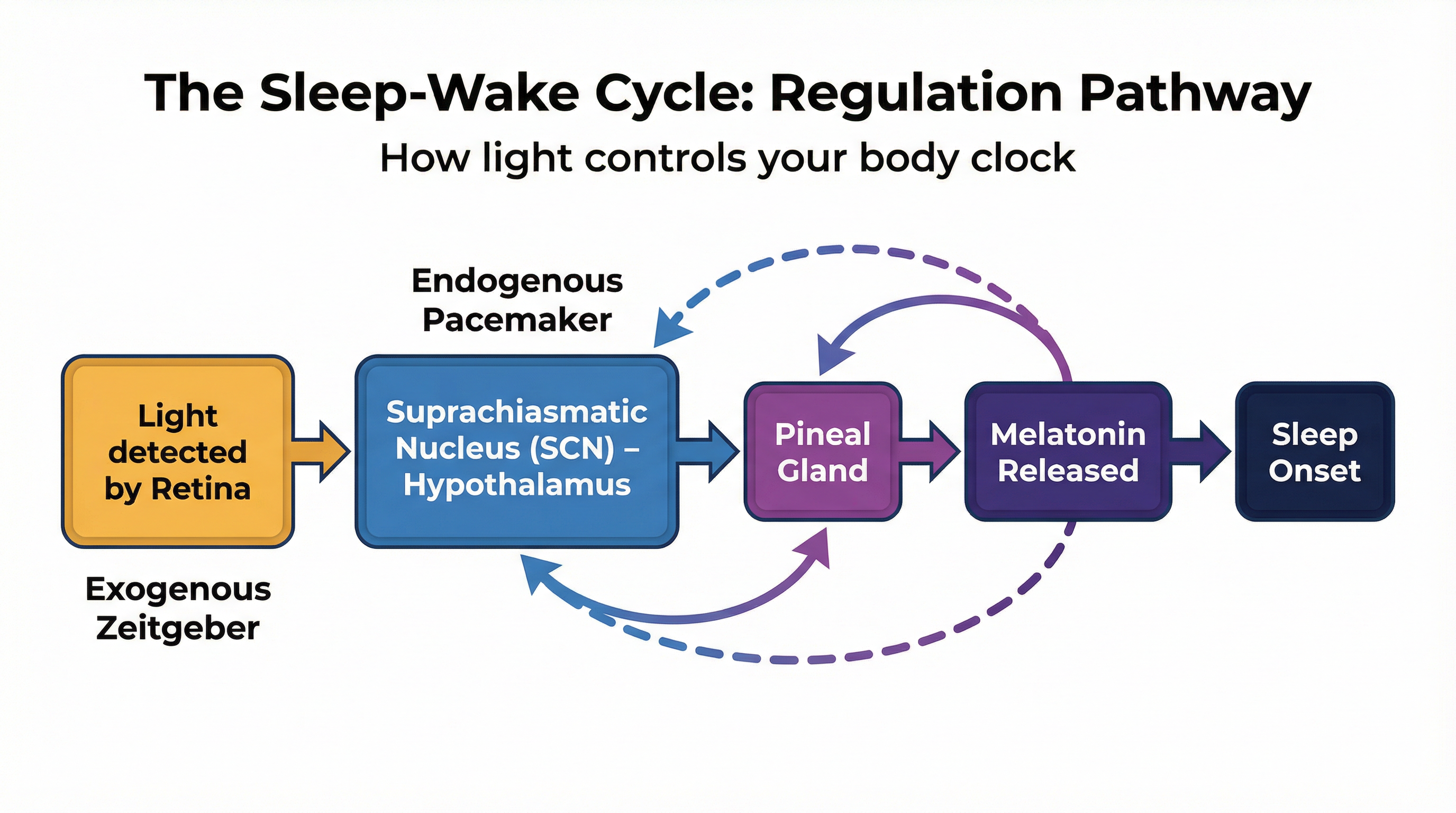 The Sleep-Wake Cycle Regulation Pathway: How light controls your body clock