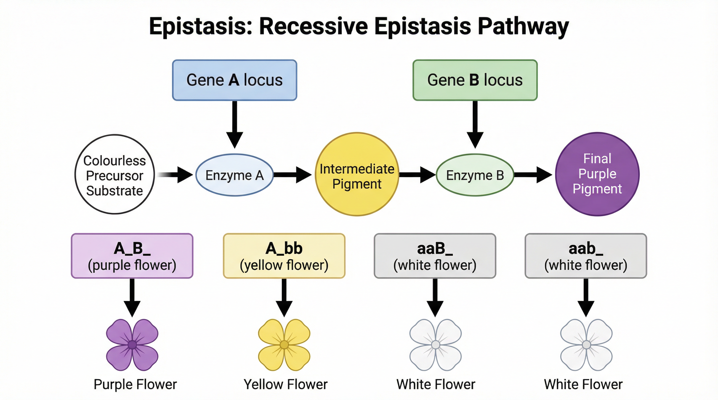 Diagram illustrating recessive epistasis in a metabolic pathway.