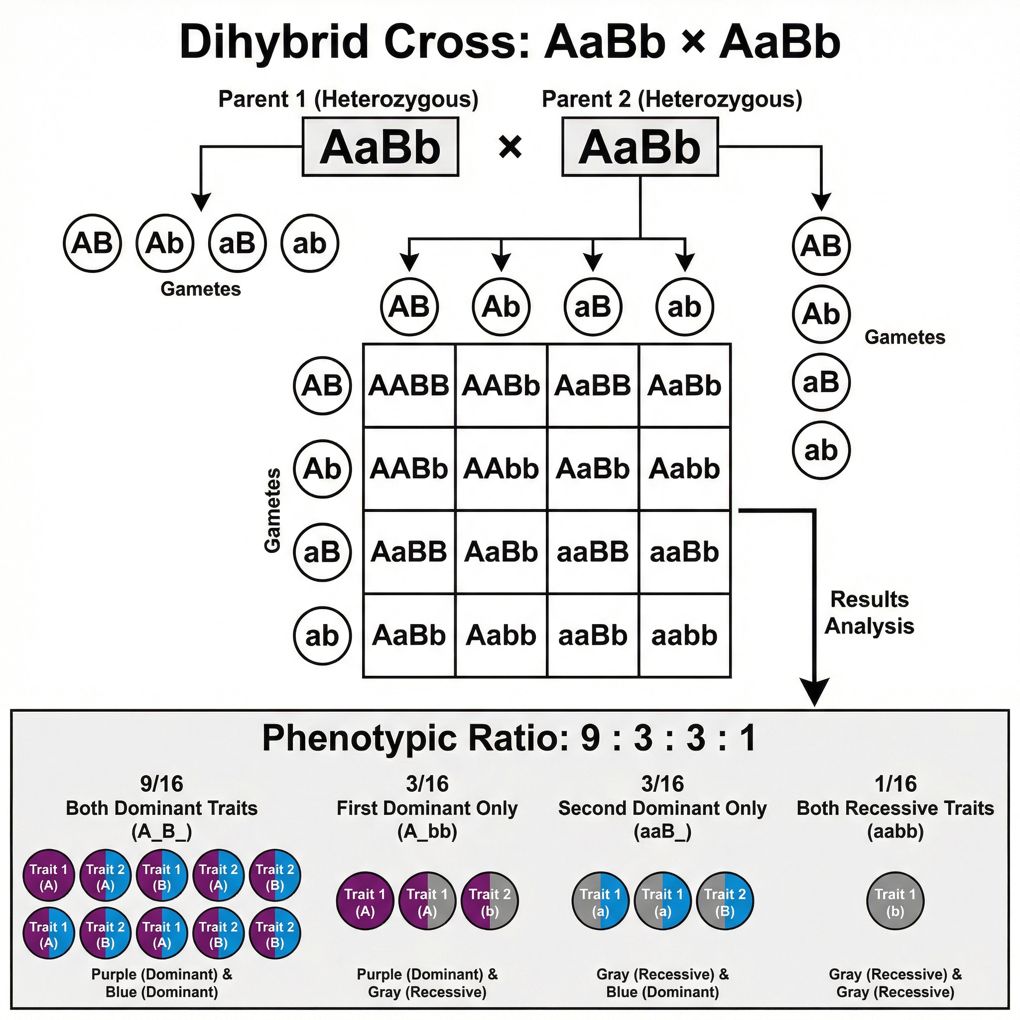 dihybrid_cross.png