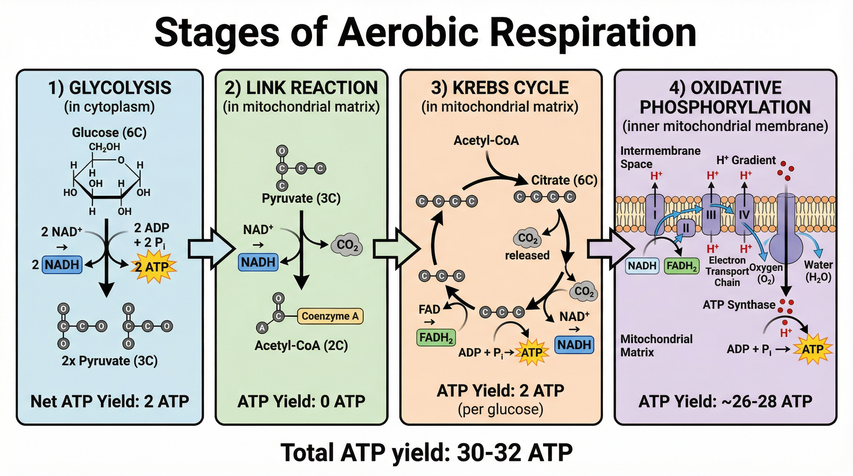 Stages of Aerobic Respiration