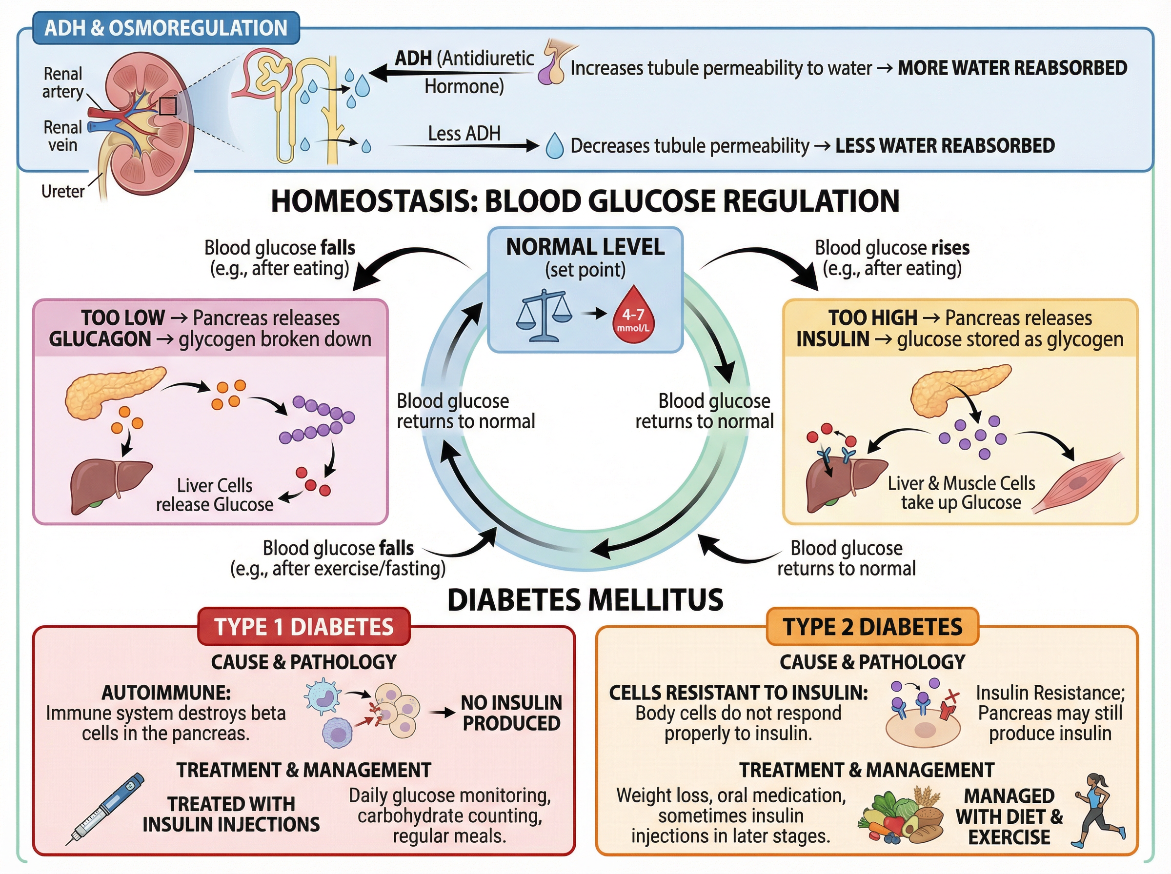 Homeostasis: Blood Glucose and Diabetes