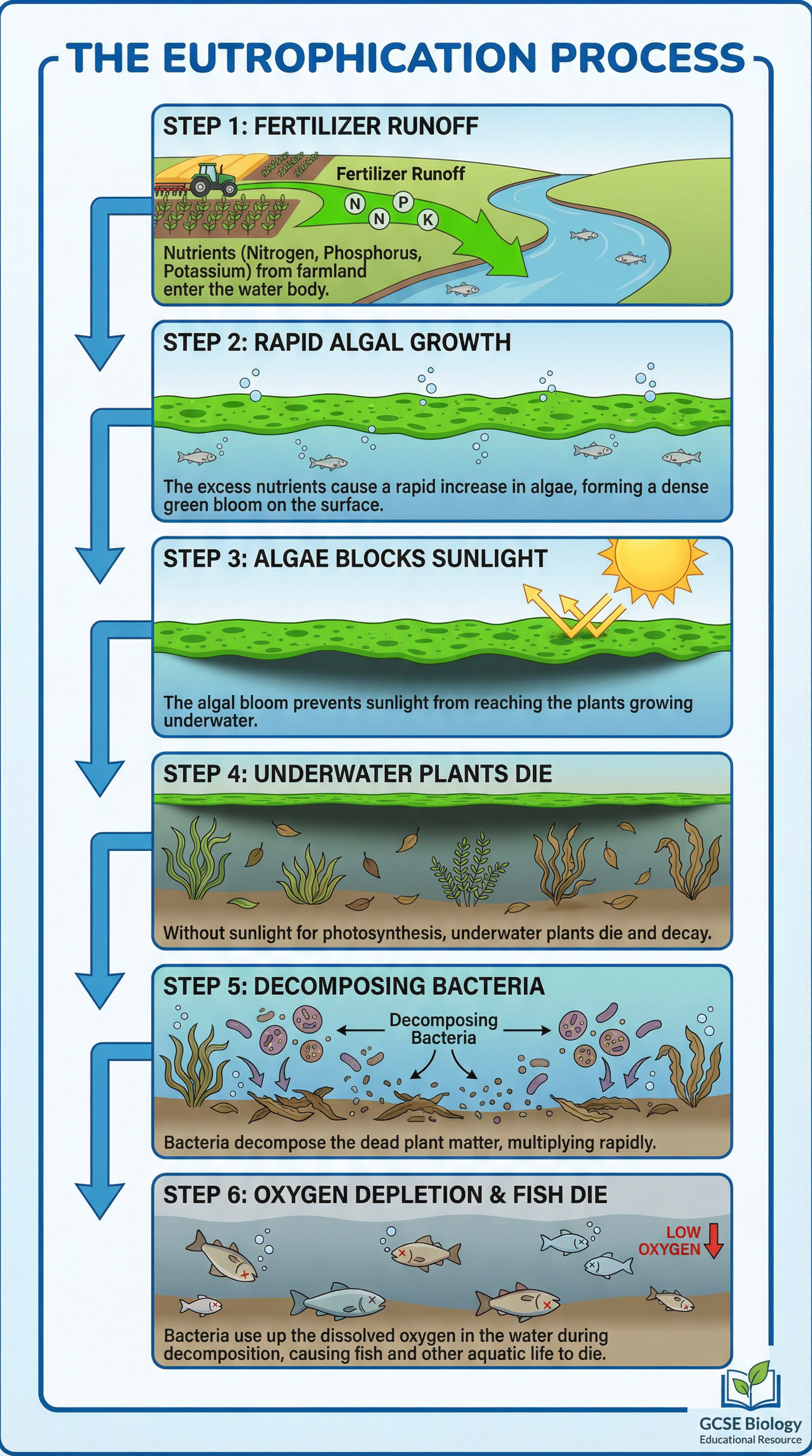 The Six-Step Eutrophication Process
