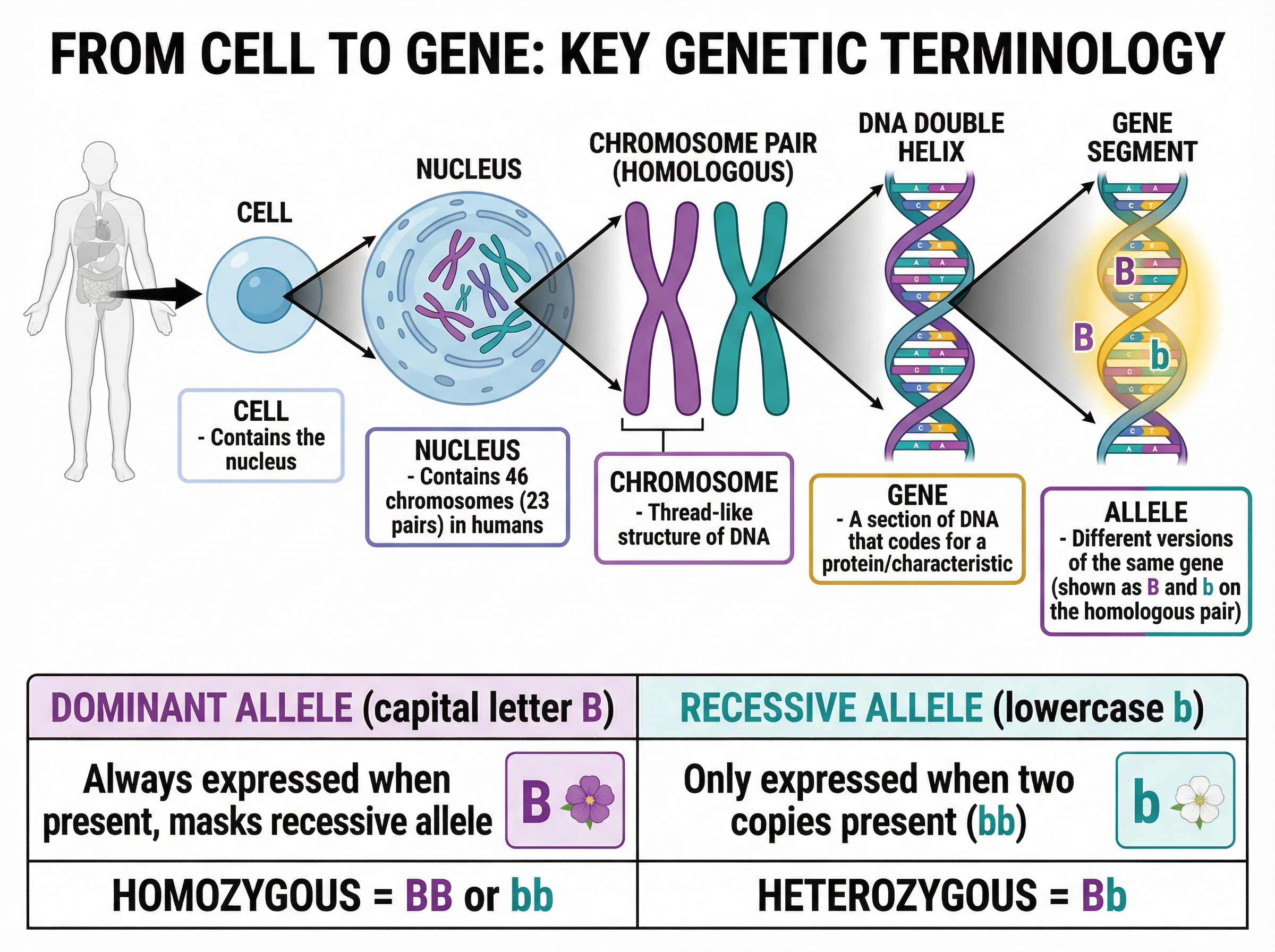 From Cell to Gene: Key Genetic Terminology