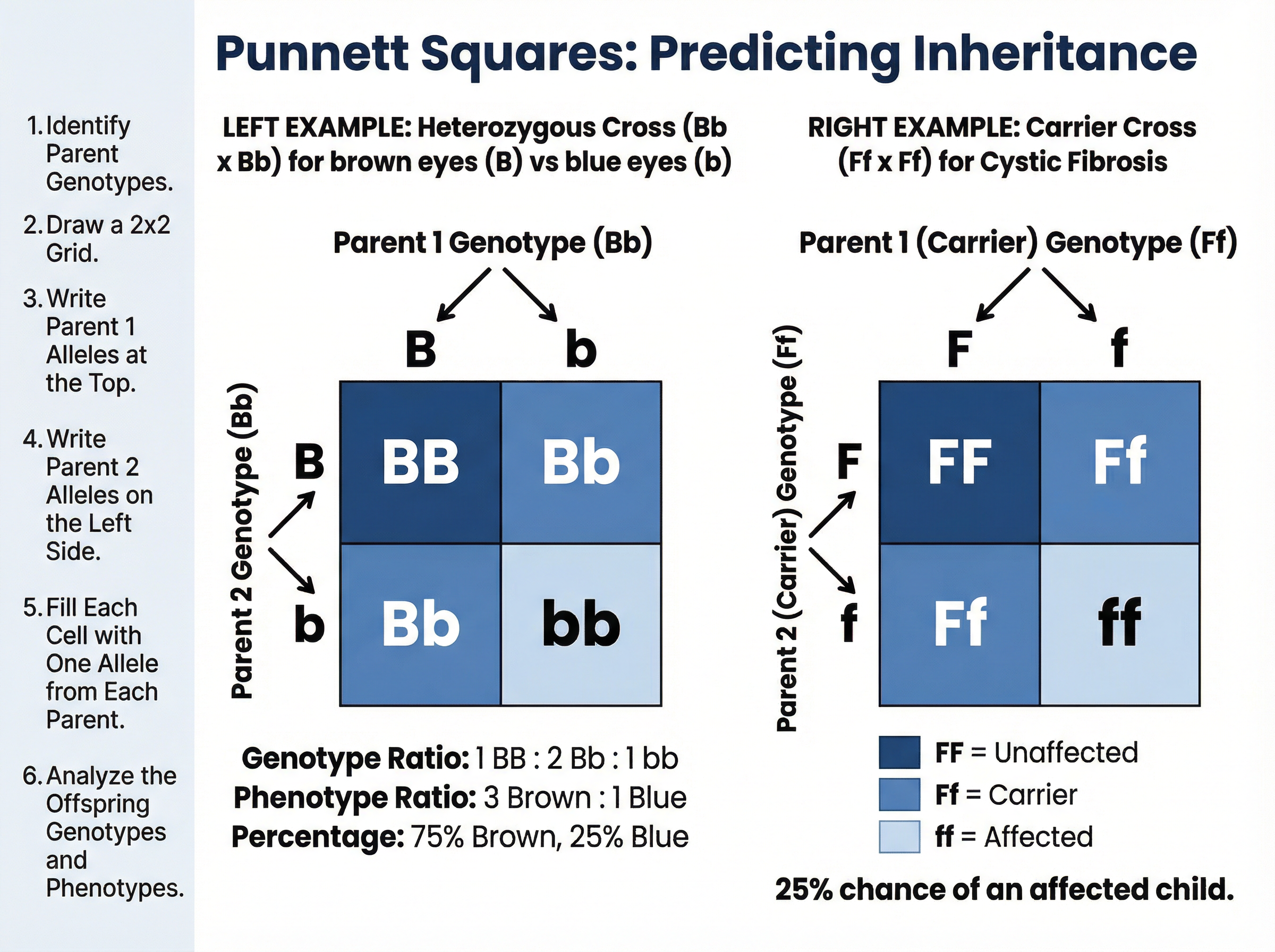 Punnett Squares: Predicting Inheritance
