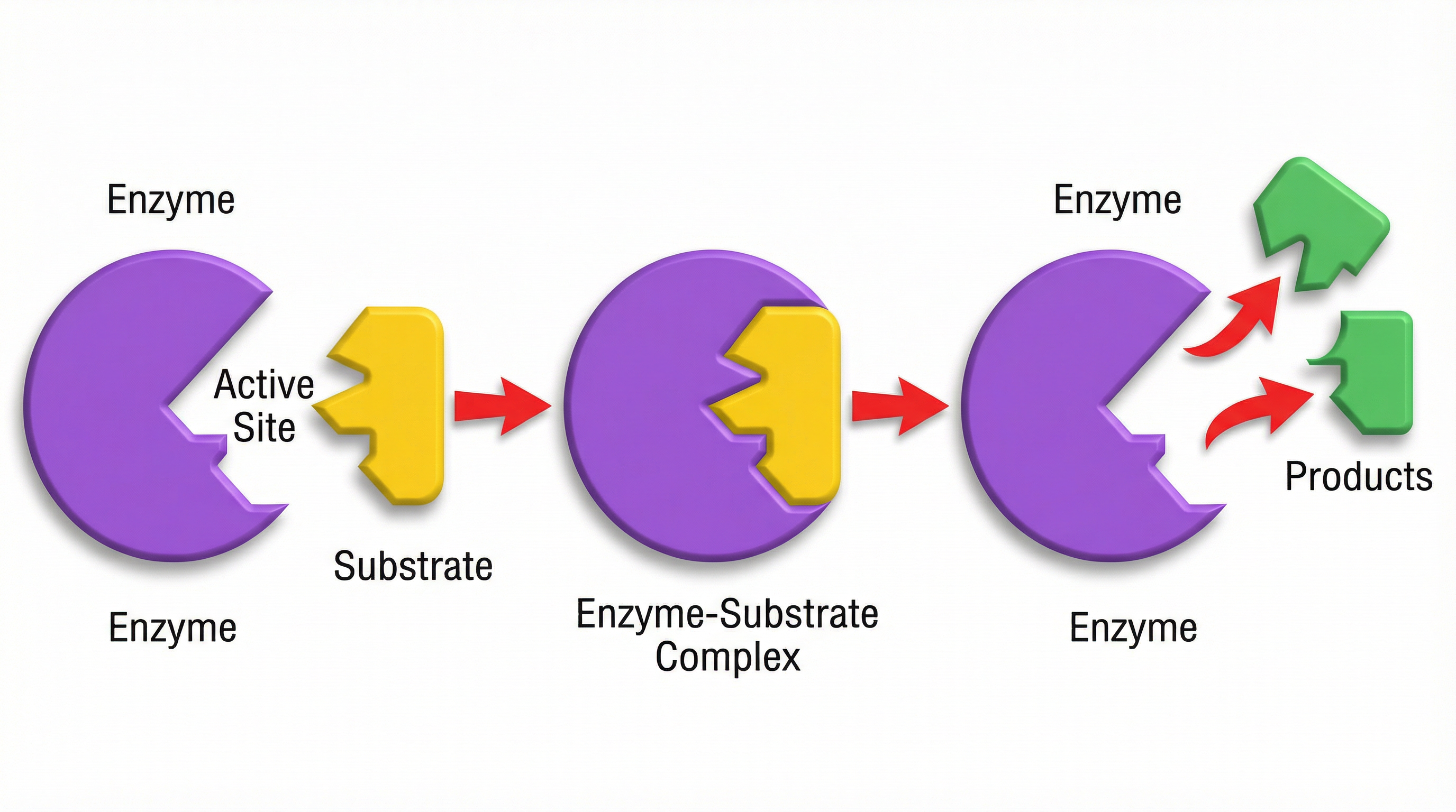 The lock and key model shows how a specific substrate fits into the active site of an enzyme.