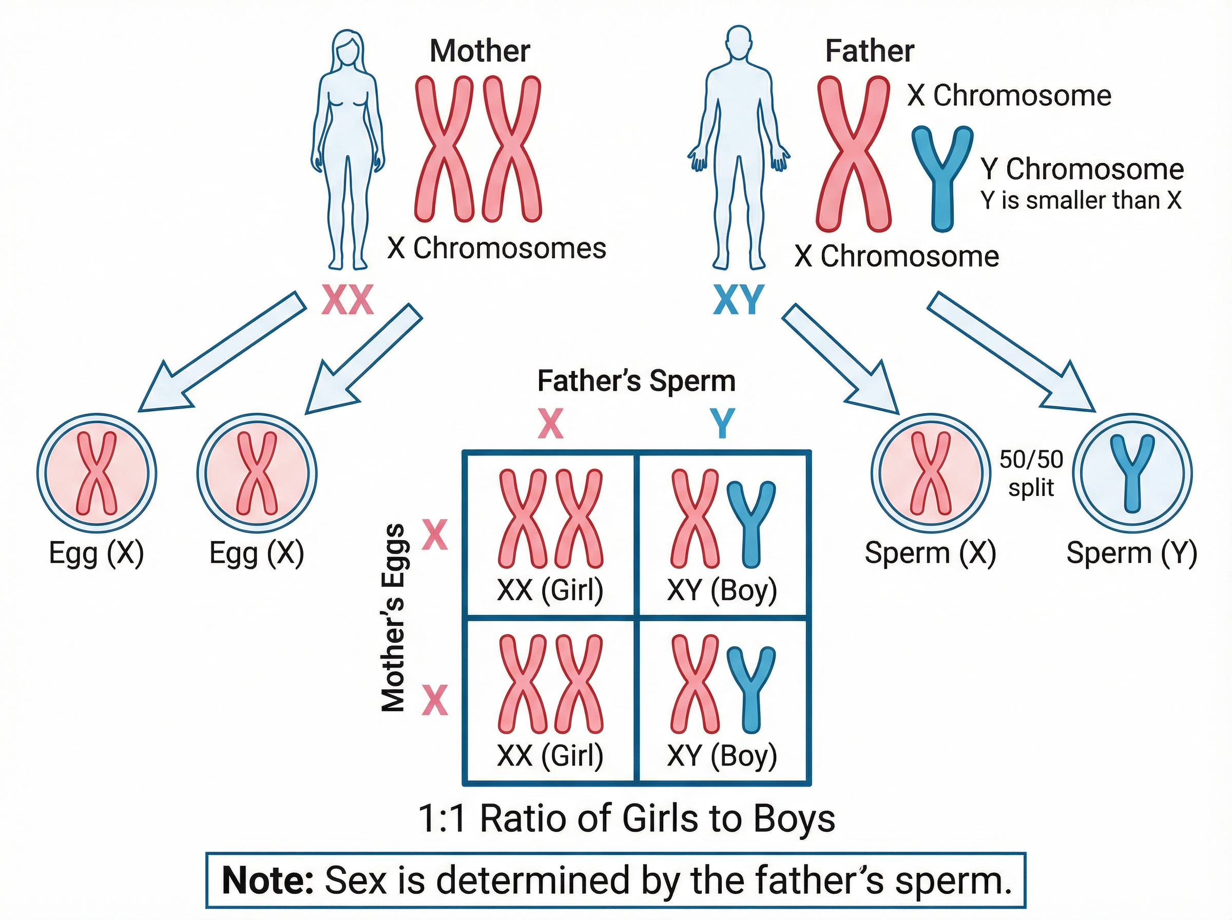Human Sex Determination