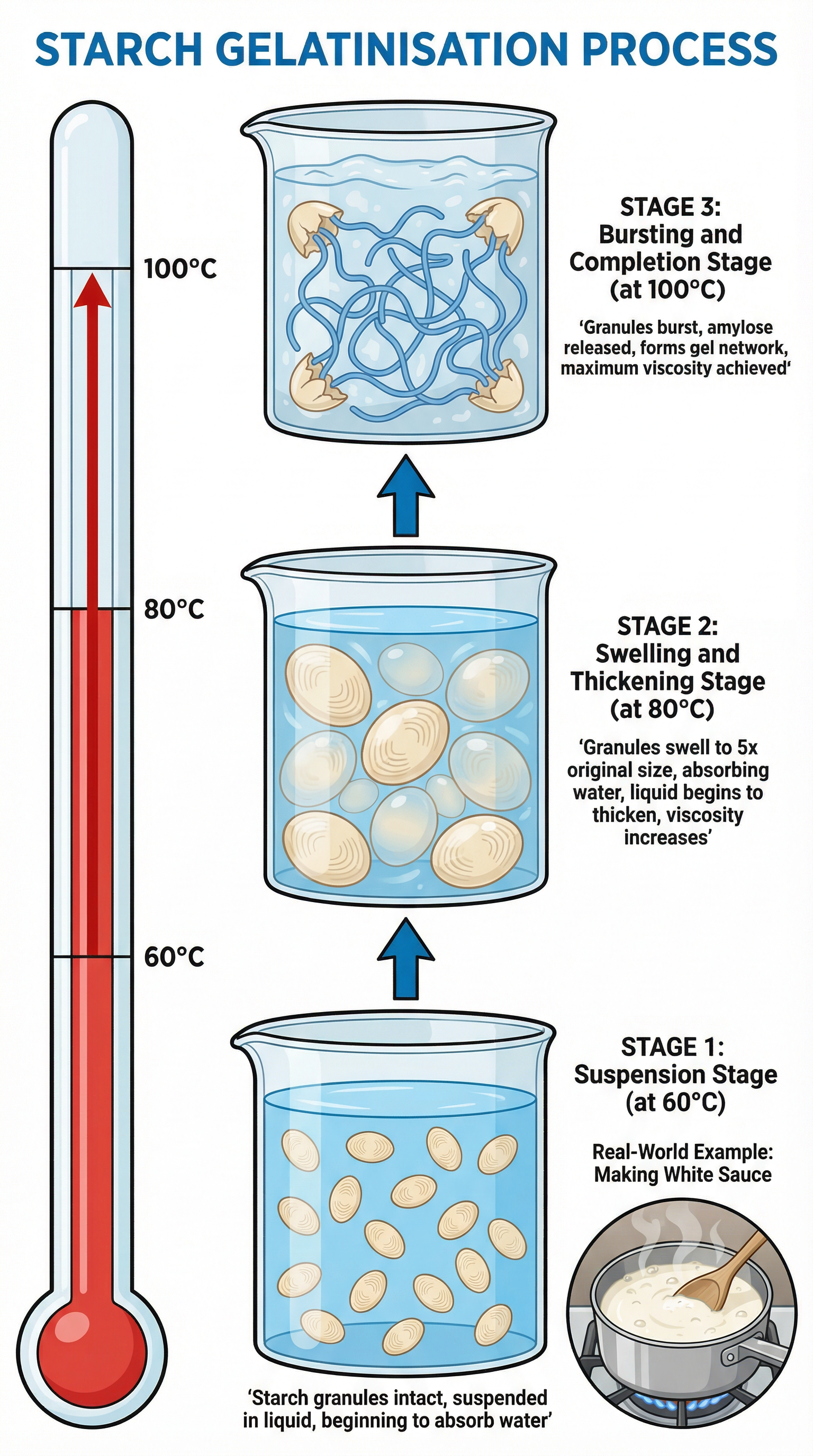The Process of Starch Gelatinisation