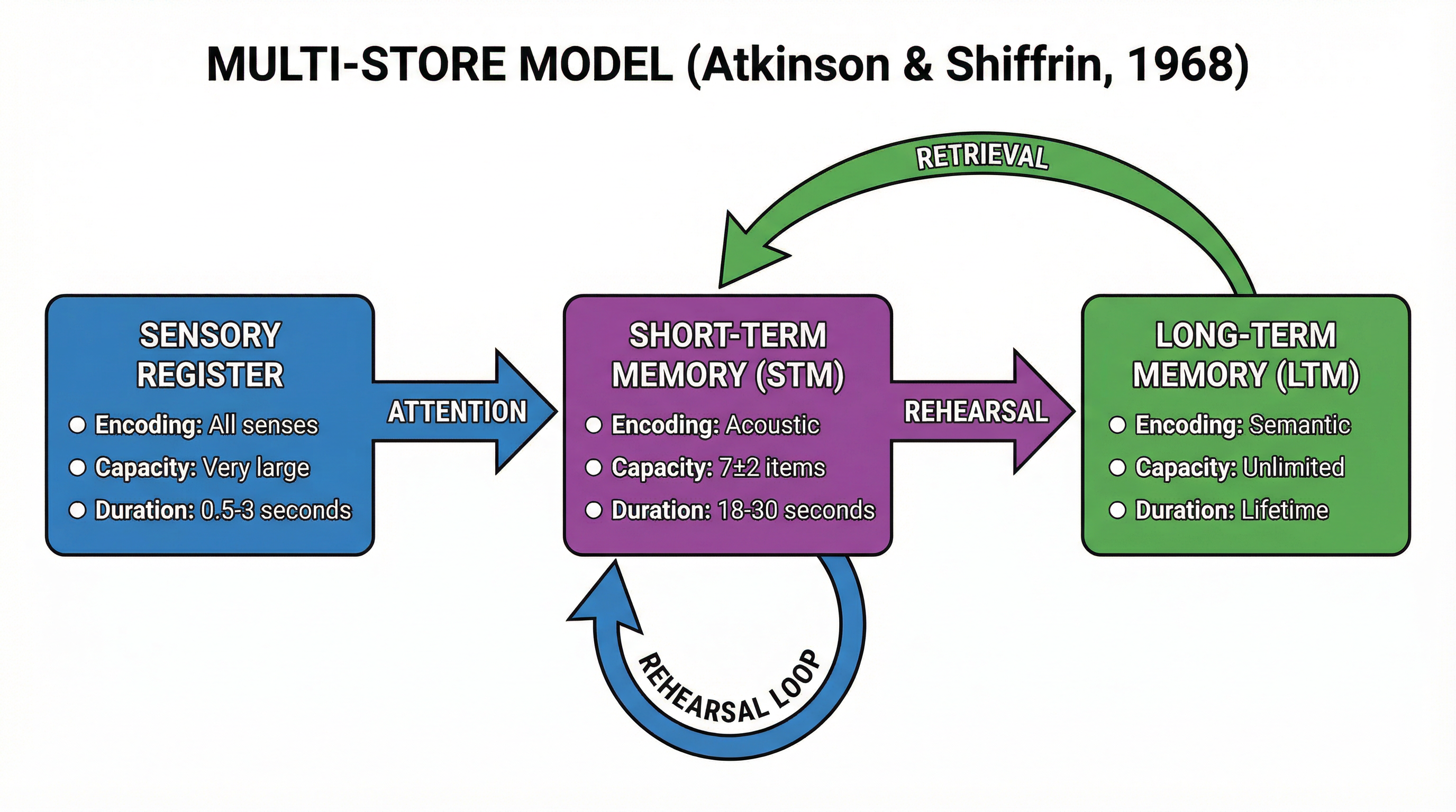 The Multi-Store Model (Atkinson & Shiffrin, 1968)