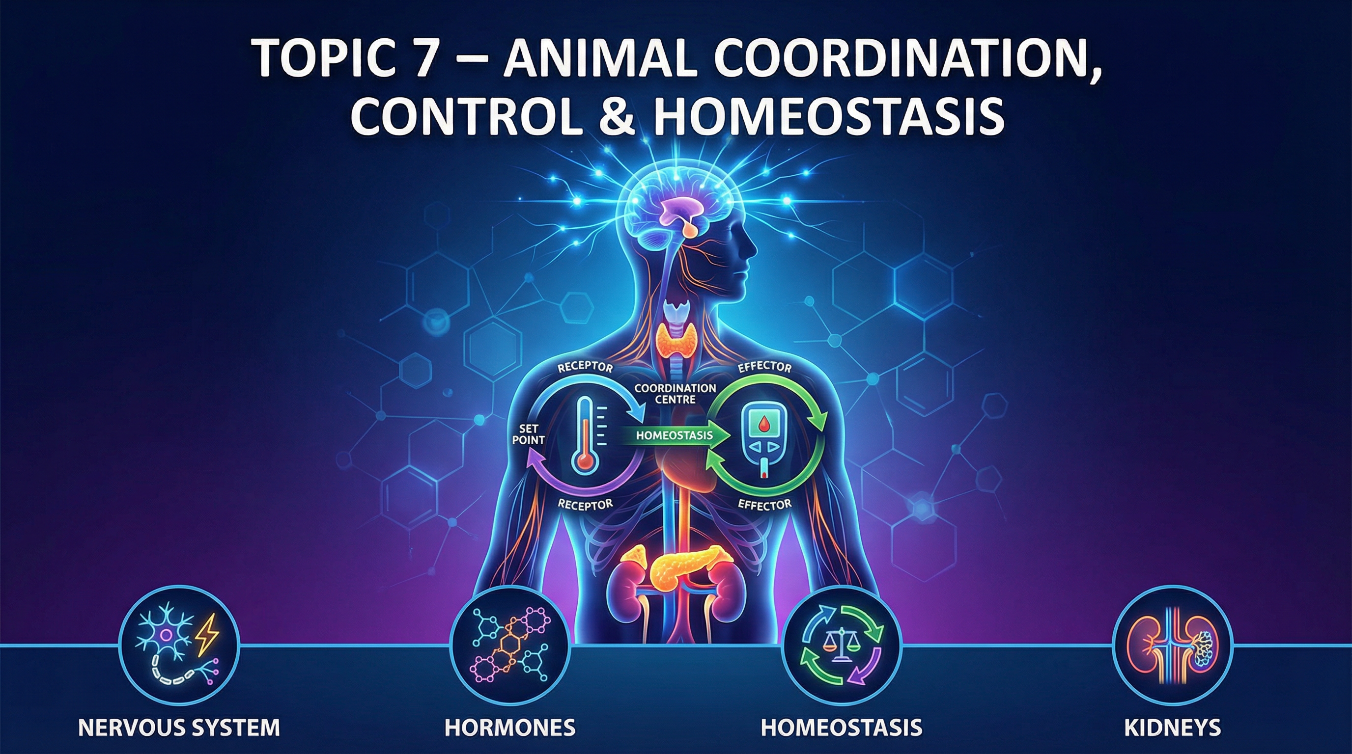 Topic 7: Animal Coordination, Control & Homeostasis