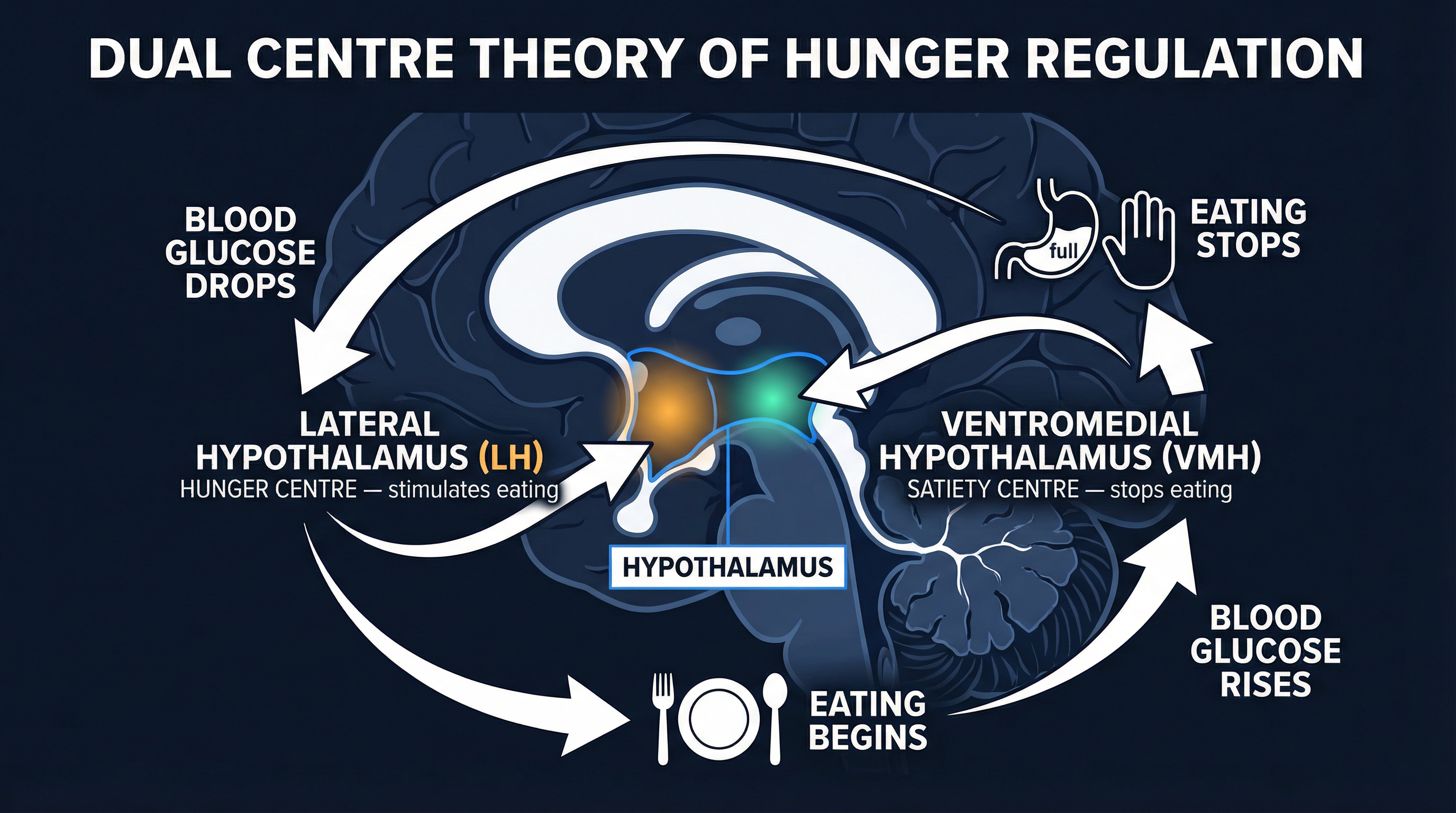 The Dual Centre Theory: LH and VMH