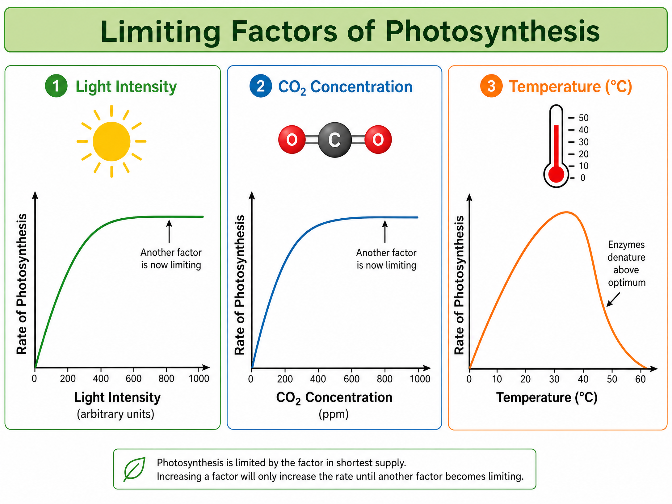 Limiting Factors of Photosynthesis