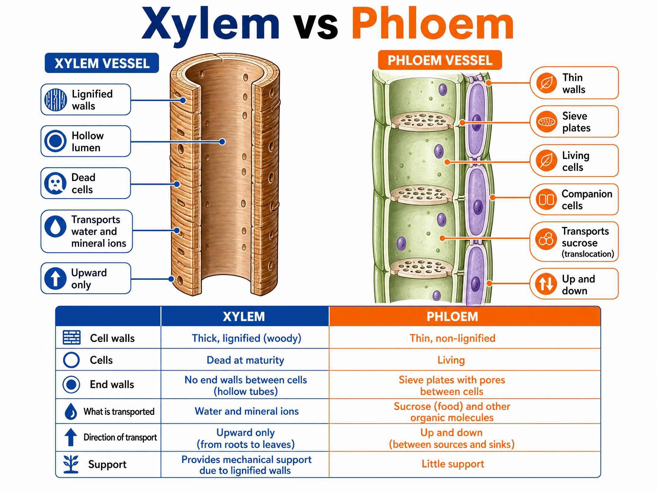 Comparison of Xylem and Phloem