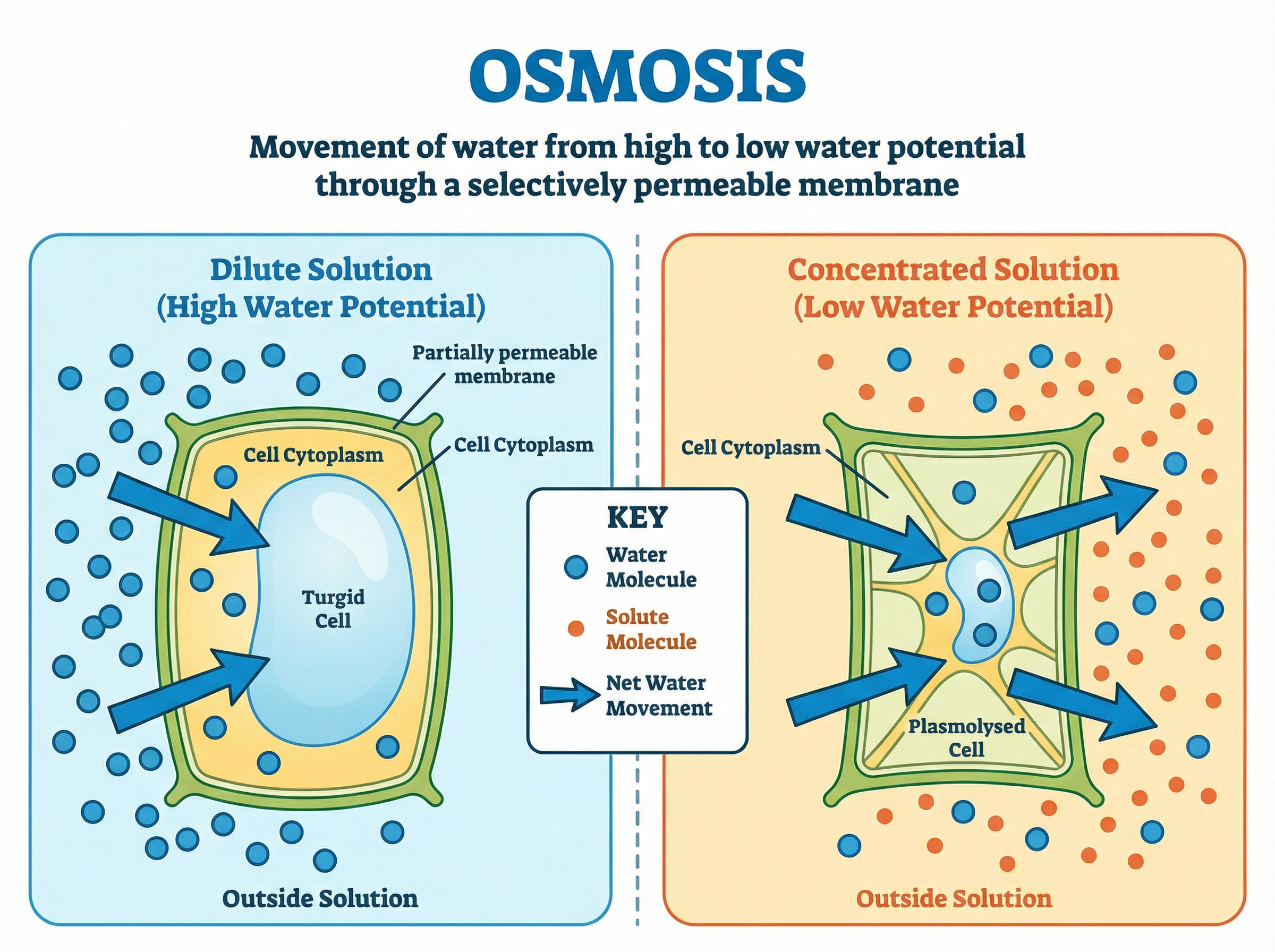 The effect of osmosis on plant cells