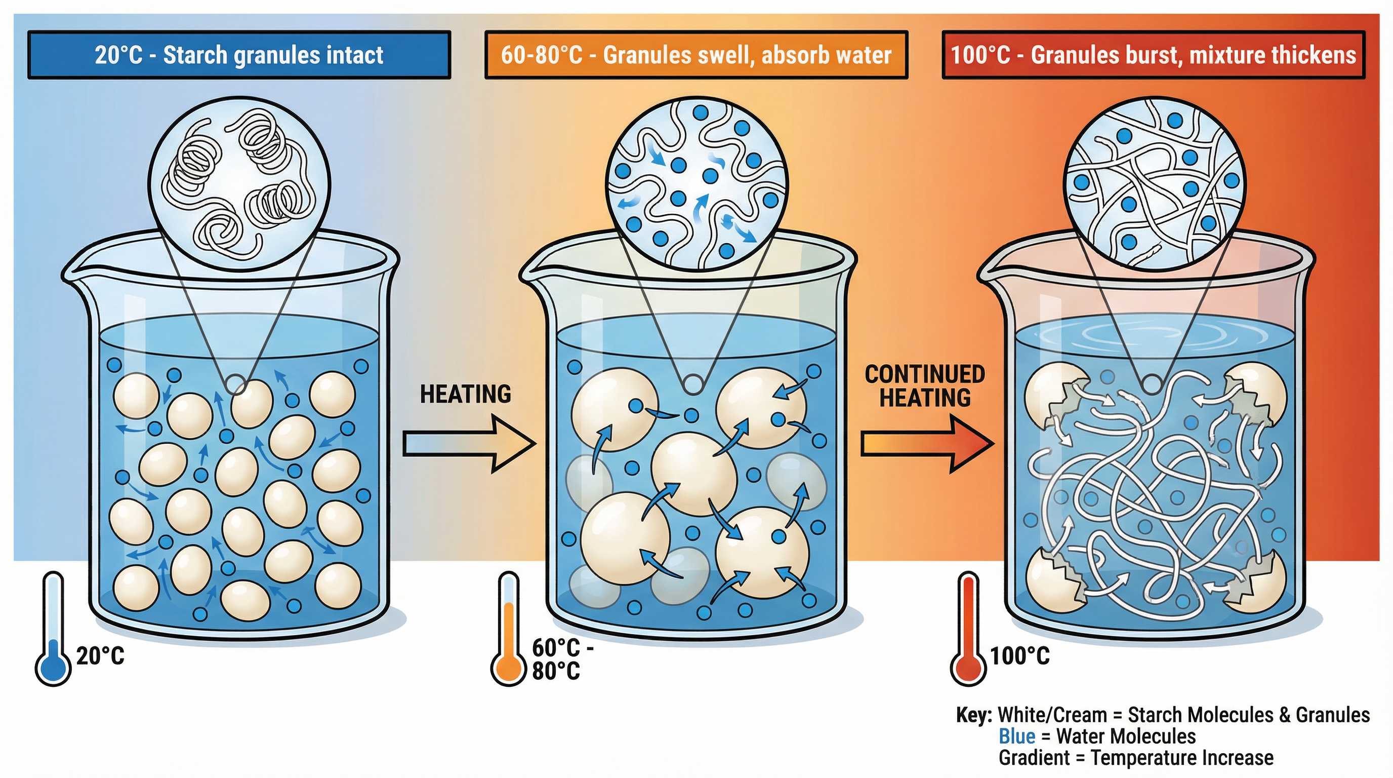 starch_gelatinisation.png