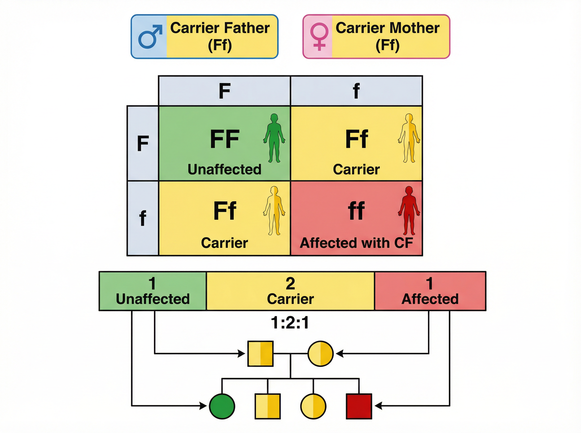 Inheritance of Cystic Fibrosis